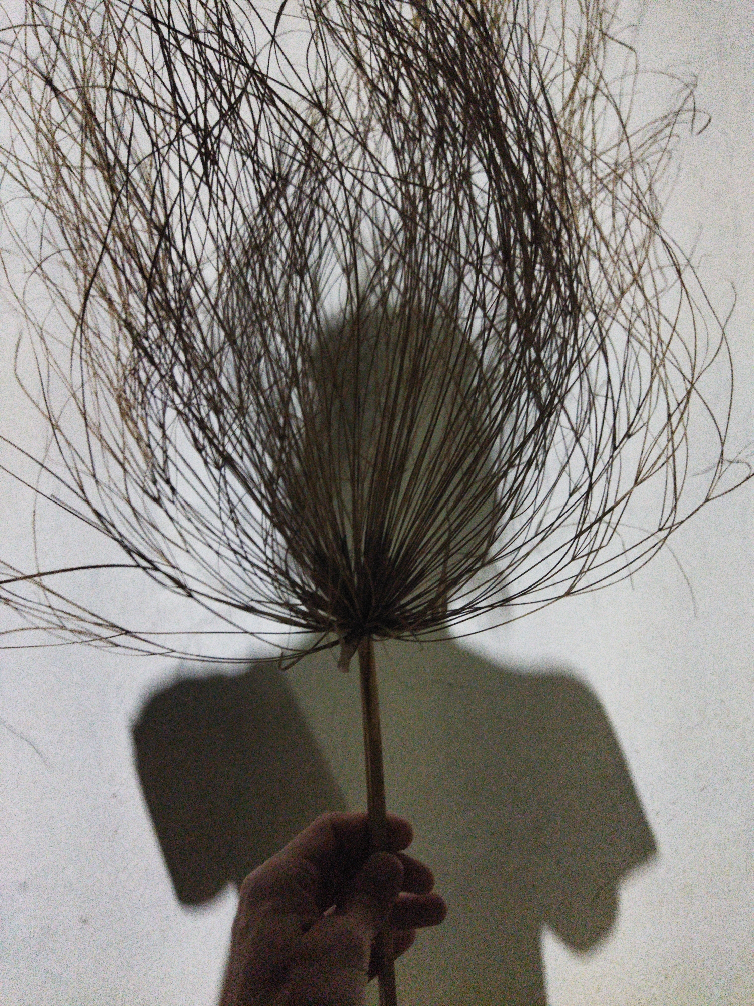 A person's hand is holding a spherical arrangement of thin, wiry stems against a white wall, casting a shadow of a head and upper body. The plant-like object obscures the head of the person casting the shadow. The location, Tinaquillo, Venezuela, is assumed to be the origin of the image based on the user's prompt.