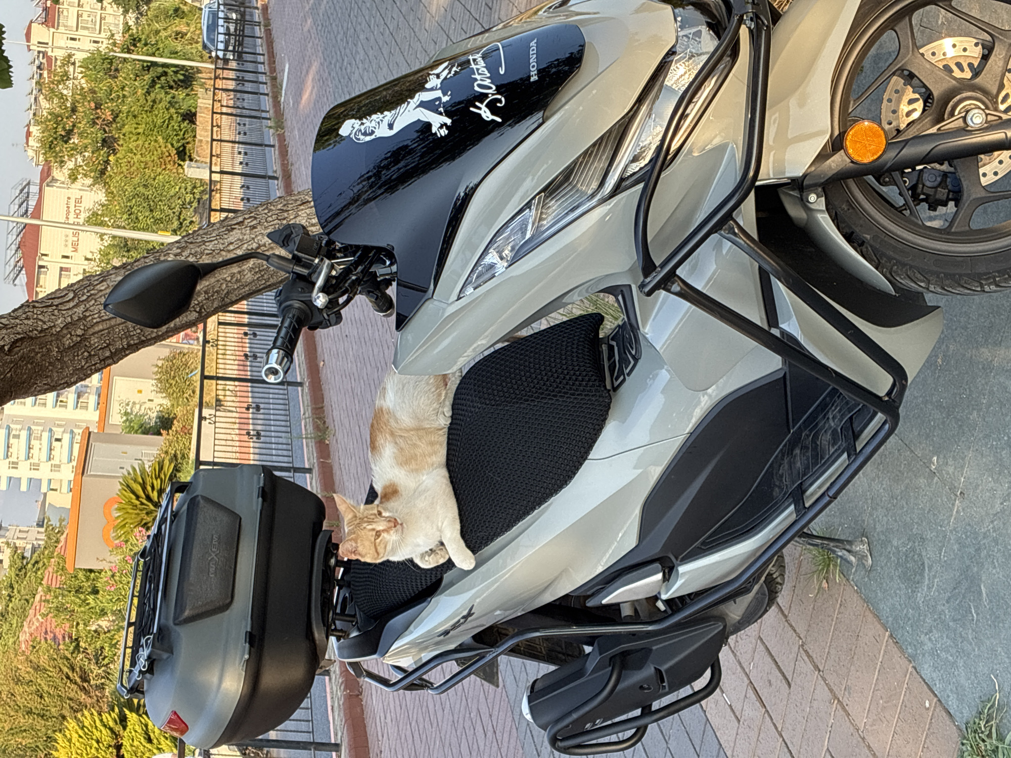 The image shows a ginger and white cat lounging on the black seat of a light gray scooter parked on a brick sidewalk in Alanya, Turkey. The cat is positioned in the center of the seat, with its body stretched out. The scooter has a large black storage box mounted on the rear. A sticker on the black windshield of the scooter features a silhouette of a person and the text "K. Atatürk" and "HONDA". Behind the scooter, a tree trunk with textured bark is visible, and beyond that, a building with multiple windows and balconies, along with lush green foliage. The scene appears to be outdoors during the daytime, with sunlight casting shadows. The overall atmosphere is peaceful, with the cat appearing relaxed.