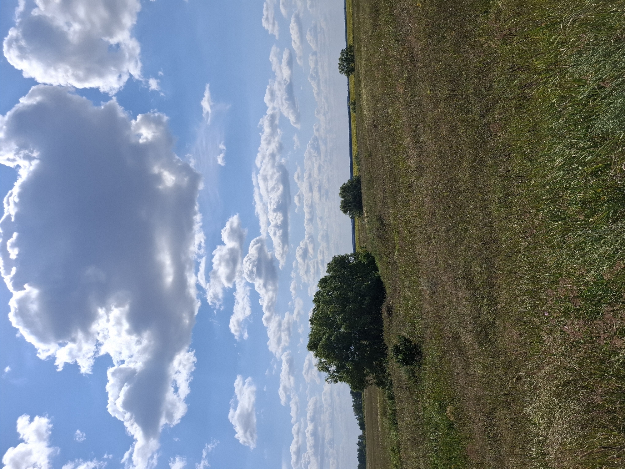 An outdoor, full-shot, vertical, eye-level, natural light, daytime photograph depicts a vast, open field in Bol'shaya Osinovka, Russia, under a bright blue sky with scattered white cumulus clouds. The foreground is dominated by tall, dry grasses and various weeds, appearing somewhat wind-swept. In the middle ground, a large, dense, green tree stands prominently on the left side of the frame, with a smaller bush in front of it. Further in the distance, on the right, two more smaller trees are visible. Beyond the immediate field, a strip of trees lines the horizon, and beyond that, a bright yellow field, likely sunflowers, stretches towards the horizon. The overall impression is one of a rural, agricultural landscape bathed in sunlight.