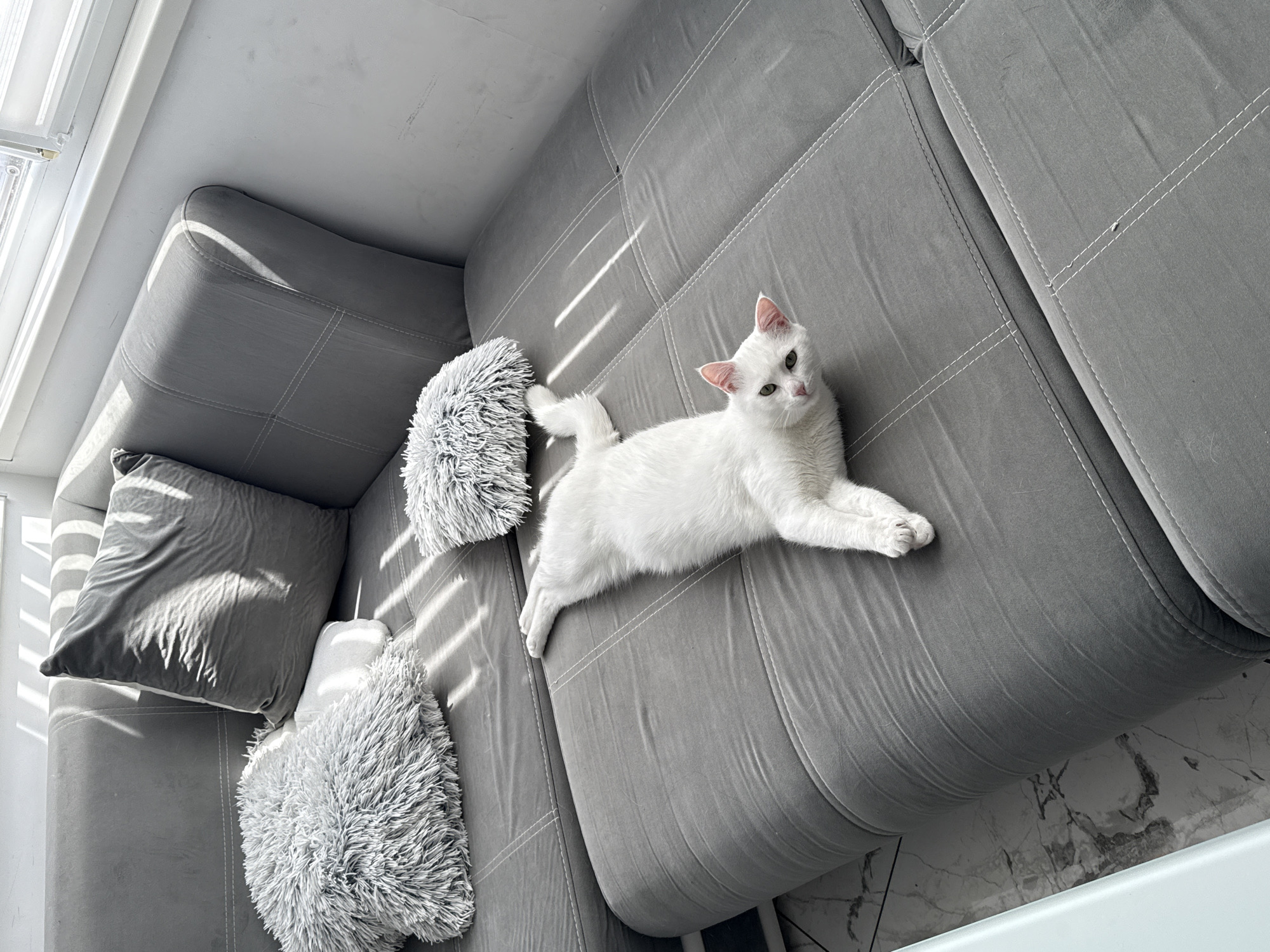 A white cat is lying on a grey sofa. There are also two fluffy pillows and a plain pillow on the sofa. The scene is illuminated by sunlight filtering through blinds or shutters. The location is not specified.