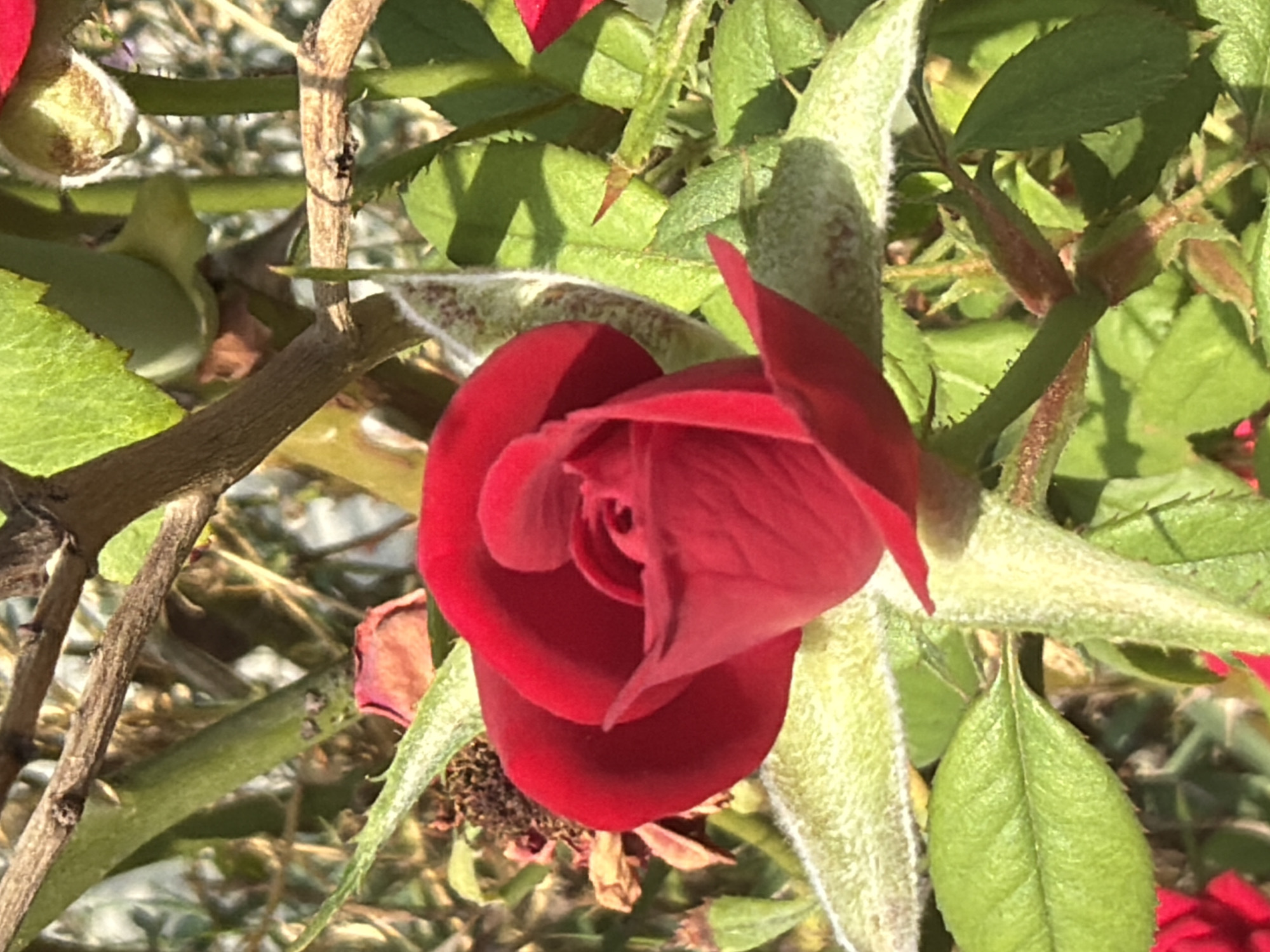 The image shows a close-up of a vibrant red rosebud, partially unfurled, set against a backdrop of green leaves and thorny stems. The lighting suggests it is daytime, with sunlight filtering through the foliage, casting shadows. The rosebud is the central focus, with its velvety petals showcasing intricate folds. The surrounding leaves are a healthy green, some with slightly serrated edges. The stems are woody and covered in small, sharp thorns. In the background, there are hints of other plant life and dried foliage, indicating a garden or natural setting. There are no people or specific landmarks visible that would identify its location within Sabirabad, Azerbaijan.