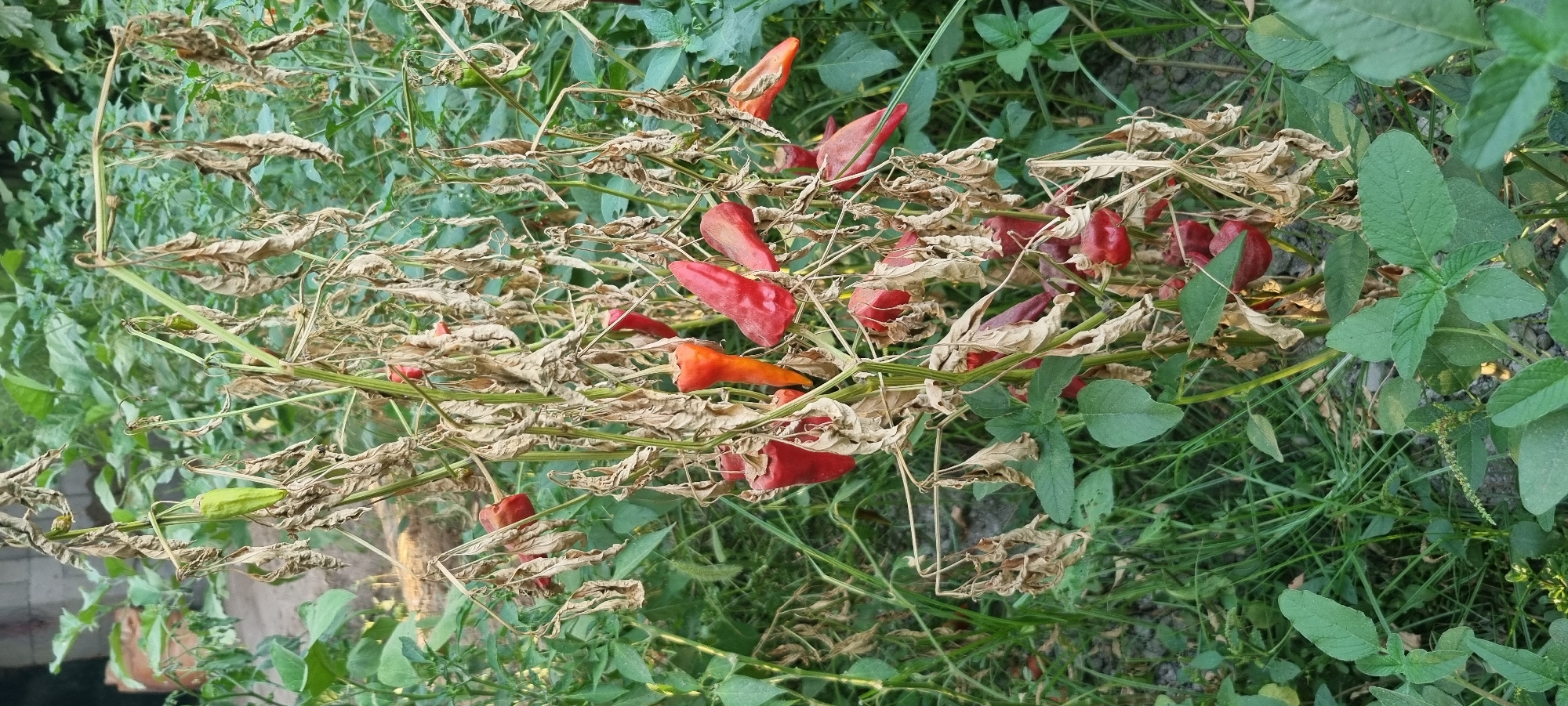 The image shows a pepper plant with several ripe red peppers and some green peppers. The plant is partially withered, with dry, brown leaves. The background is filled with green foliage, and a portion of a brick wall is visible on the left side of the frame. The scene appears to be an outdoor garden in Ҷомӣ, Tajikistan.