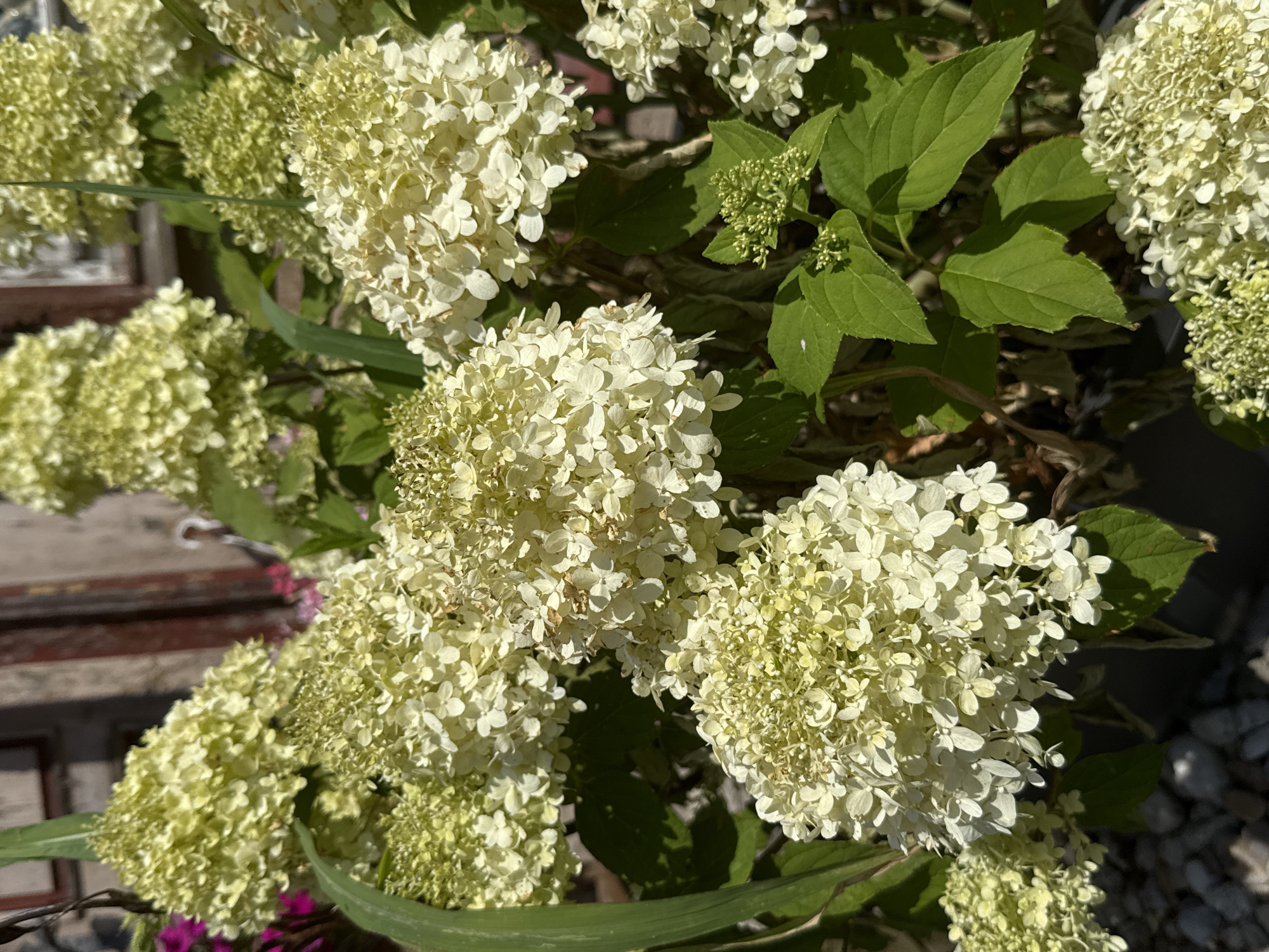 The image shows a close-up of white and light green hydrangeas in bloom, with some pink flowers visible in the background. The hydrangeas are the primary subjects, with several large, cone-shaped flower clusters filling the frame. The flowers are detailed, showing individual florets. Green leaves are interspersed among the blooms. In the background, there is a rustic wooden structure, possibly part of a building or fence, with some visible texture. The scene appears to be outdoors, likely in a garden setting, given the presence of plants and gravel in the foreground. The lighting suggests it is daytime, with sunlight casting shadows. There are no people or animals visible in the image. The location is specified as Walkenried, Germany, implying this is a scene from that specific area.