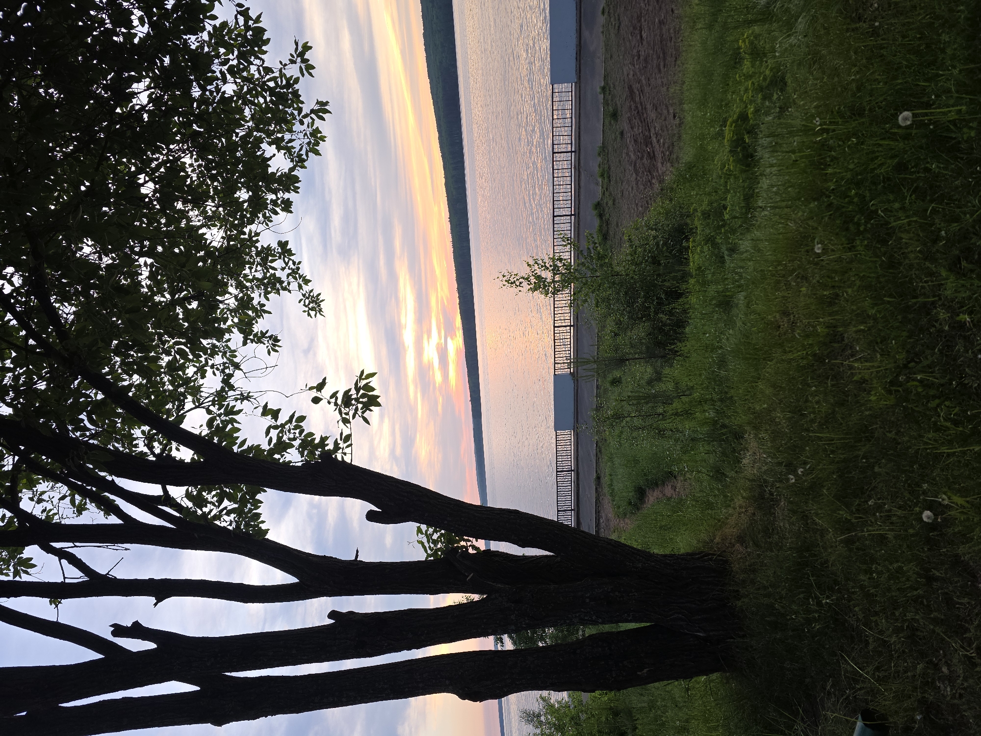 The image captures a serene outdoor scene at either sunrise or sunset, characterized by warm, soft lighting. In the foreground on the left, a large, dark tree is silhouetted, its intricate branches and leaves sharply outlined against the sky. The midground features a wide body of water, likely a river or large lake, stretching horizontally across the frame. The water's surface reflects the vivid colors of the sky, displaying a blend of orange, pink, yellow, and soft blue hues with elongated cloud formations.
Along the immediate bank of the water, a paved walkway or embankment is visible on the right, bordered by a dark, vertical fence or railing. Beyond this, a strip of green grass and foliage occupies the far right side of the image, including some taller weeds and a few scattered white dandelion seed heads. A faint dirt path can be seen winding through the grassy area. In the distant background, across the expanse of water, a dark, silhouetted landmass, possibly a forested shoreline or low hills, defines the horizon.
The overall scene conveys a sense of peace and natural beauty during a transitional period of the day. There are no people visible, nor any discernible text.