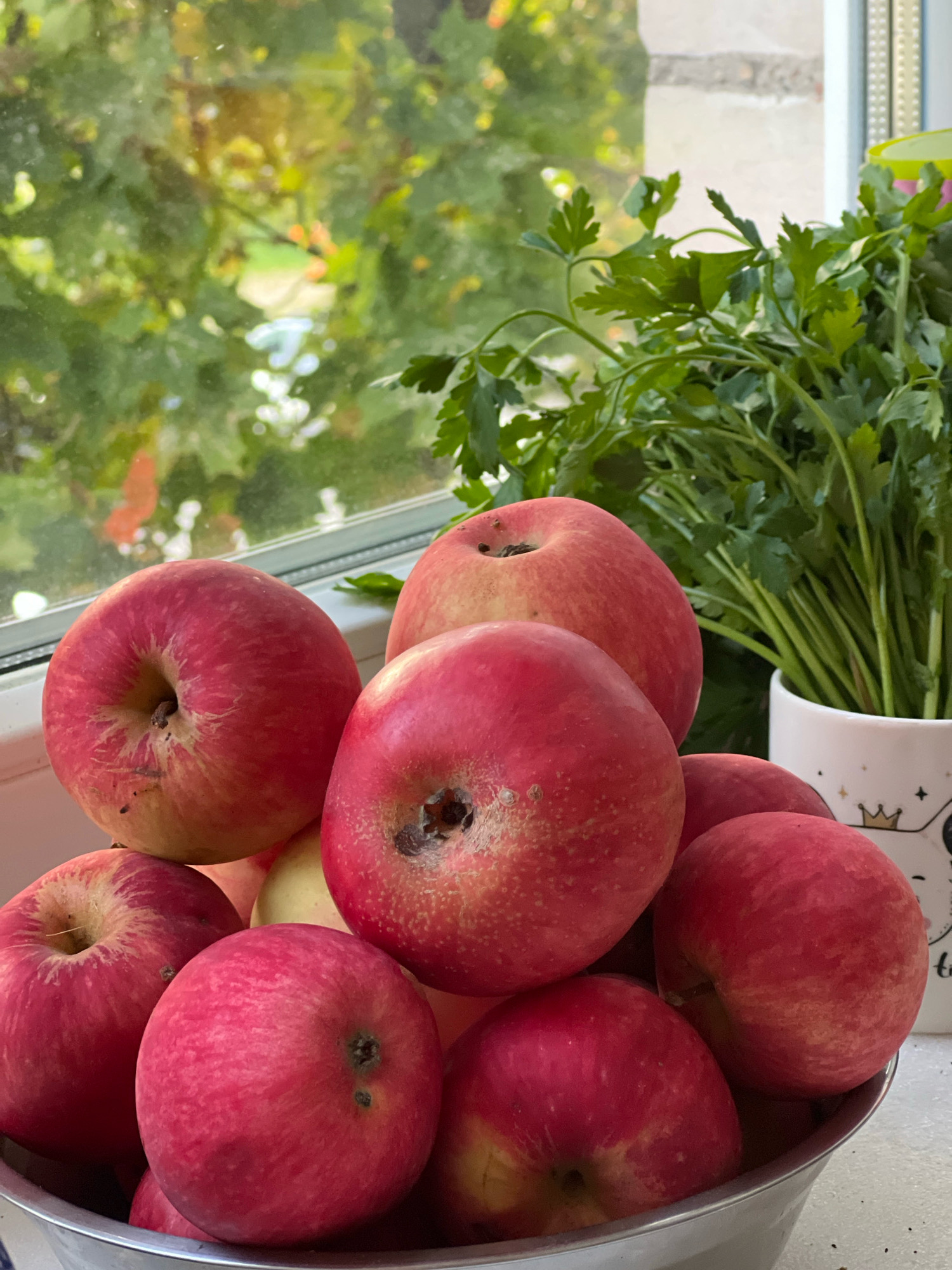 A close-up, eye-level shot features a metallic bowl overflowing with ripe red apples. The apples are various sizes and are clustered together, with some resting on top of others. The bowl itself is in the foreground, partially obscuring the lower half of the frame. Behind the apples, a bunch of fresh green parsley is neatly arranged in a white mug, also partially visible. The mug has a simple, cartoonish design featuring a crown. In the background, a window offers a blurred view of lush green foliage, suggesting an outdoor setting. The lighting is natural, with soft light illuminating the scene. The overall impression is one of fresh produce and a rustic, homey atmosphere.