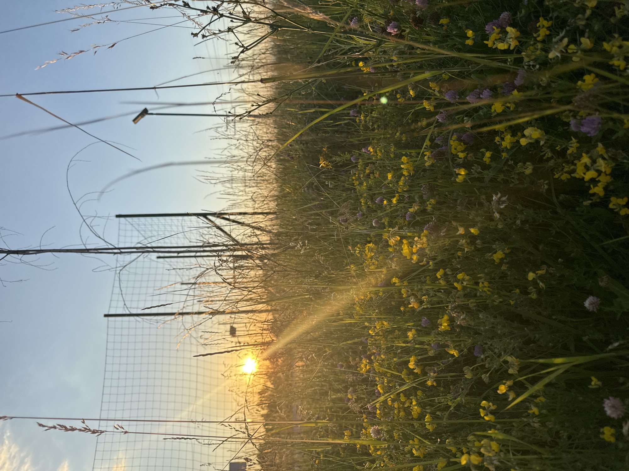 The image depicts a field of wild flowers, predominantly yellow and purple, with tall grasses reaching towards the sky. The sun is low on the horizon, casting a warm, golden light and creating a lens flare effect. In the background, a chain-link fence and some thin, bare branches are visible against a gradient sky of pale blue and soft orange hues. The scene appears to be a natural or semi-natural area, possibly a park or undeveloped land within the city of Sofia, Bulgaria, given the presence of the fence, which could indicate a boundary or sports facility. There are no people or animals present in the image. The focus is on the natural landscape bathed in the warm glow of sunset.