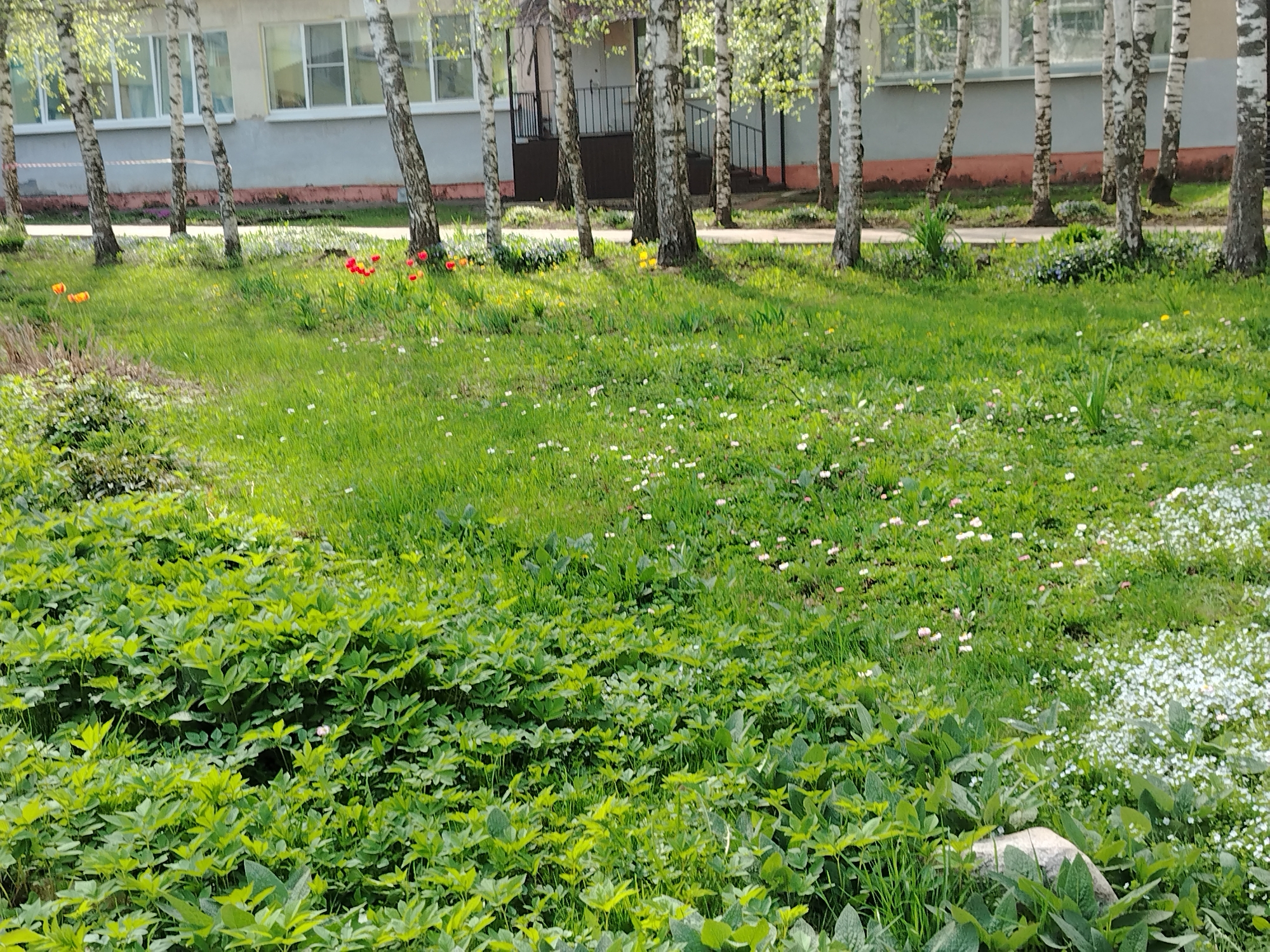 The image depicts a grassy area in an unidentified urban location. A row of birch trees lines the background, situated in front of a grey building with white-framed windows. The foreground is filled with various types of vegetation, including tall grass and dense patches of green leafy plants. Small white and pink flowers are scattered throughout the lawn, and a few red and yellow tulips are visible near the base of the trees. The scene appears to be a sunny, outdoor setting.