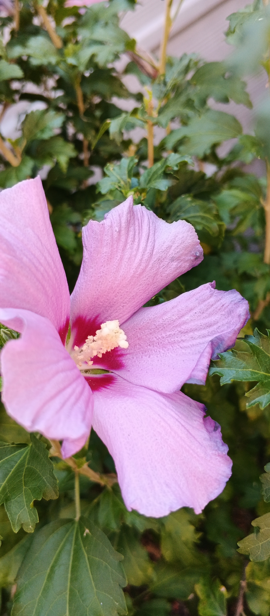A close-up, vertically oriented photograph captures a delicate, pale pink hibiscus flower in bloom. The flower, positioned in the foreground and slightly off-center to the left, is the main subject. Its five petals, showcasing a subtle texture with visible veins, unfurl outwards. The center of the flower reveals a cluster of stamens tipped with creamy yellow anthers, surrounded by a deep pink, almost red, stigma.
Behind the bloom, a dense background of lush green leaves and thin, light-brown stems creates a natural, garden-like setting. The leaves are intricately shaped, with serrated edges and a slightly glossy appearance. Some of the leaves exhibit a muted, out-of-focus quality, which helps to accentuate the sharpness and detail of the flower. The overall lighting suggests it is daytime, with a soft illumination that highlights the flower's soft hues and delicate structure. There is no indication of human presence or urban elements in this specific framing of the image, implying a focus on the natural beauty of the flora. Given the context provided about Berehove, Ukraine, this image likely depicts a scene from a garden or a park within the city, showcasing its floral diversity.