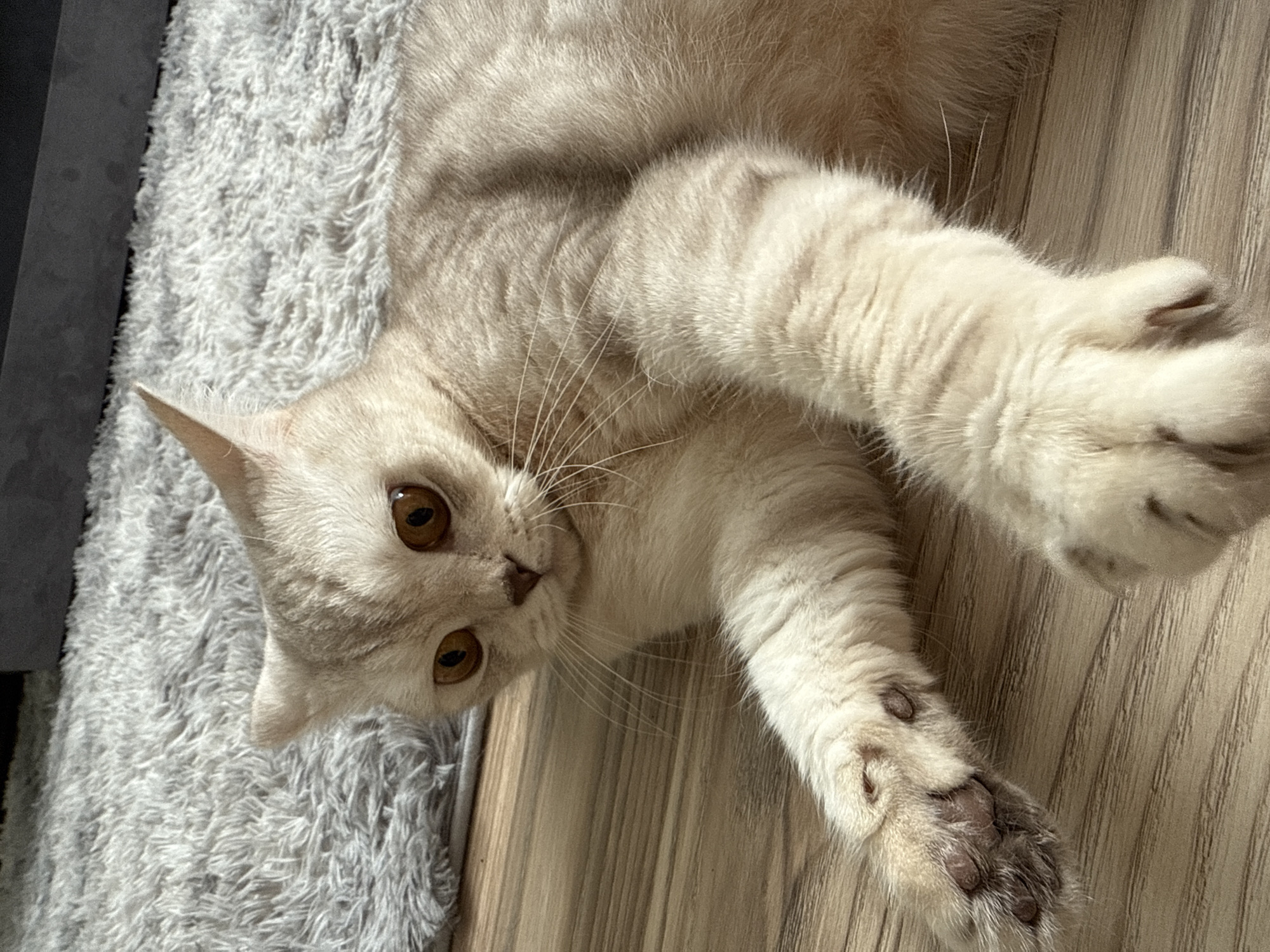 A light-colored tabby cat is lying on its side, with its paws extended towards the viewer. The cat's head is tilted, and it is looking at the camera with amber eyes. The cat is lying on a floor, half on a gray rug and half on a wood-look floor. The location is a domestic interior, but there is no evidence to support the location being in Sarapul, Russia.