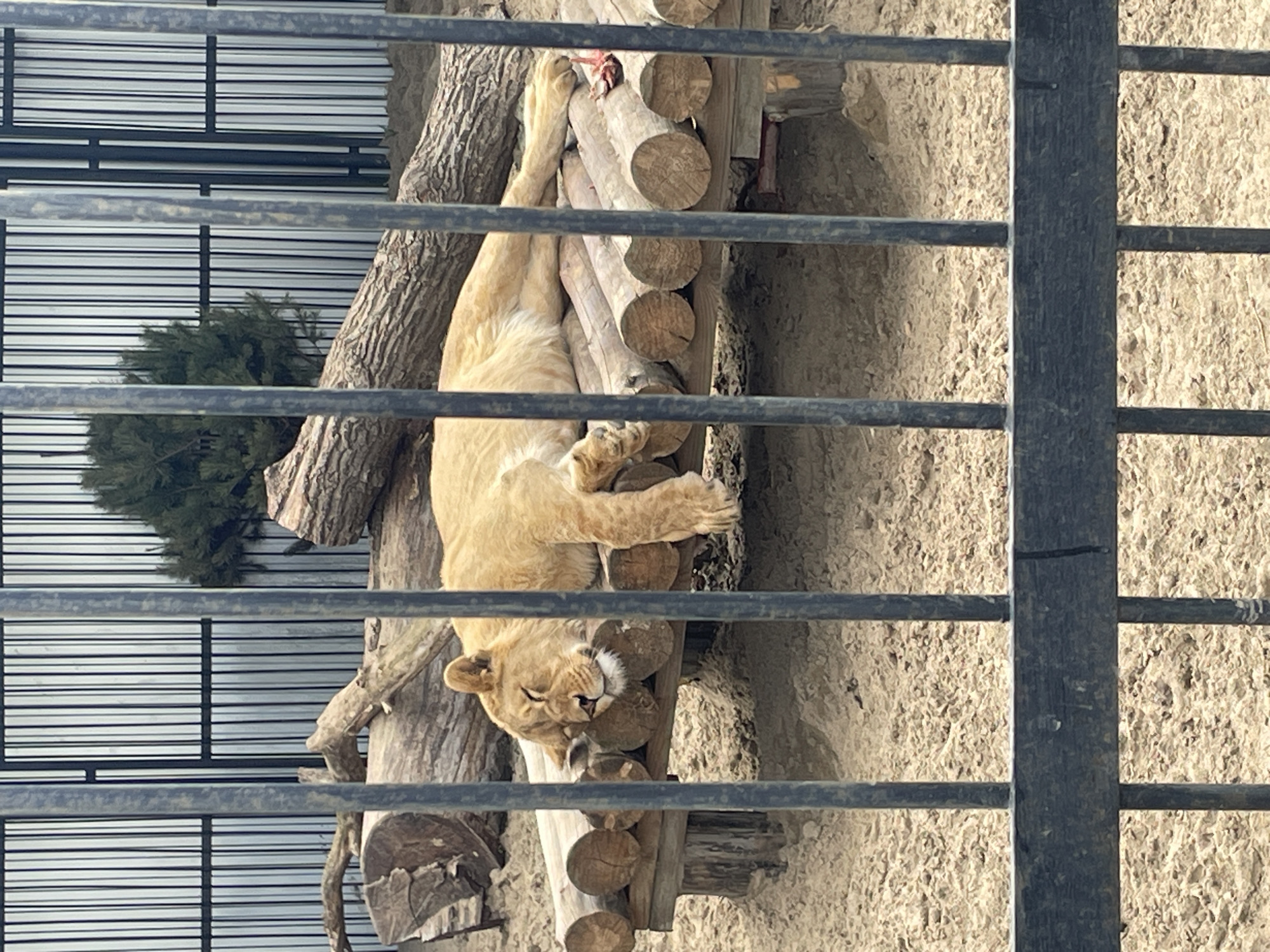 A lion sleeps atop a wooden structure in what appears to be a zoo enclosure in Samara, Russia. The lion is seen behind the bars of its enclosure. The environment includes trees, rock, a wooden log structure, and a backdrop suggesting an enclosure at a zoo.