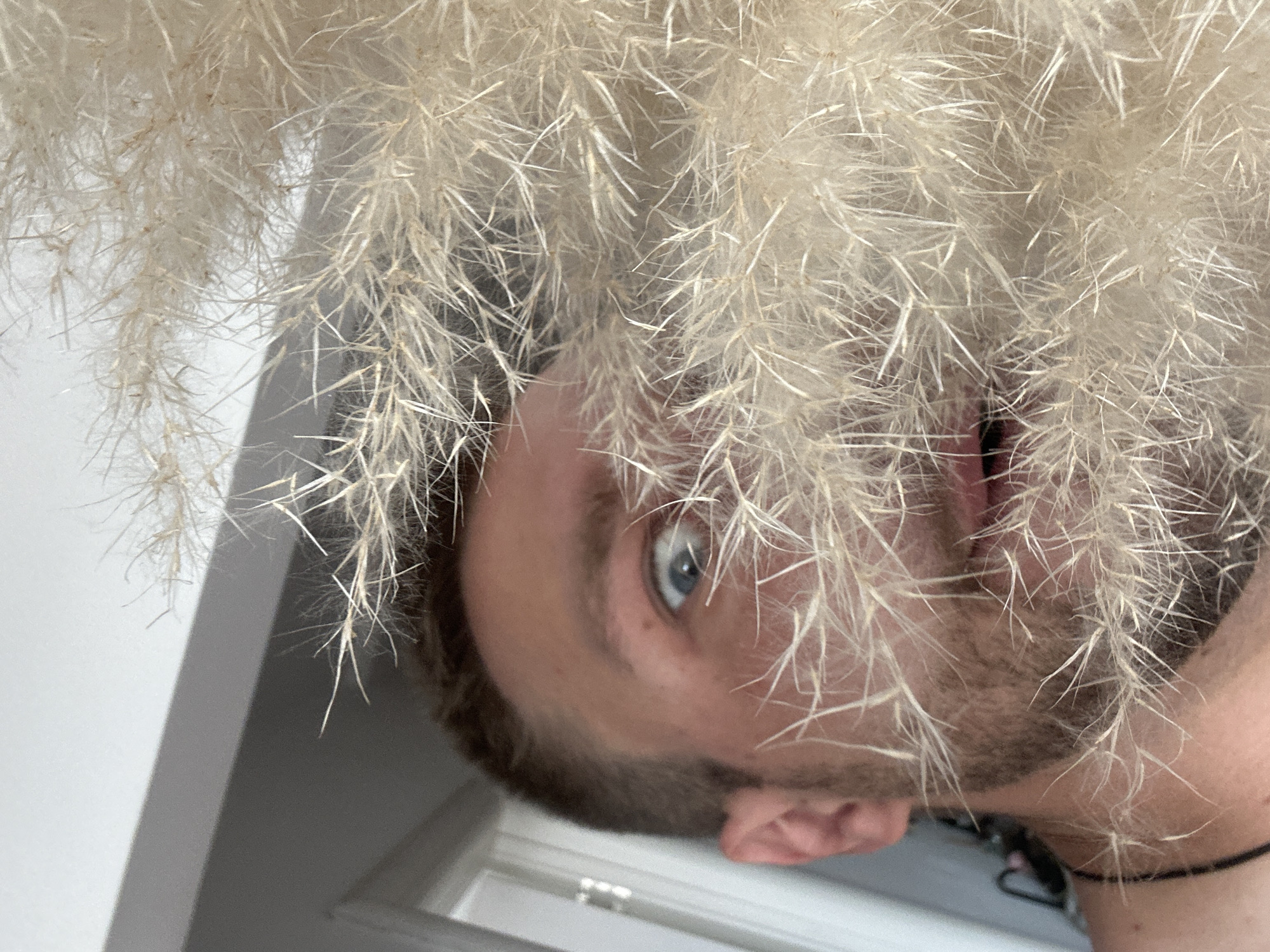 The media file is a close-up, upside-down selfie of a person's face, partially obscured by wispy, light-colored plant material, likely pampas grass. The subject has blue eyes and a light complexion, with short brown hair and stubble. They appear to be looking directly at the camera, with their mouth slightly open. The background consists of a white wall and a gray surface that might be a door frame or furniture. The lighting suggests it's daytime. The overall impression is one of a casual, intimate moment captured in a domestic setting, possibly within a home in Zvezdara Urban Municipality, Serbia. No text is visible in the image.