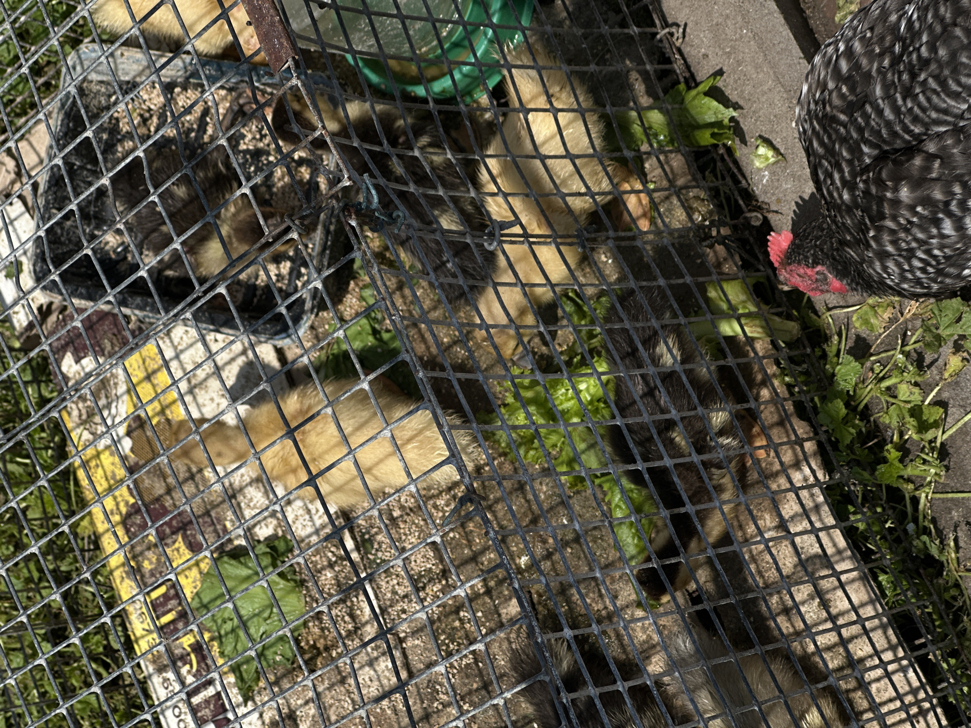 The image shows a group of young chicks and a mature hen in an outdoor enclosure. The enclosure appears to be made of wire mesh, with some vegetation and scattered debris on the ground. The chicks are mostly light yellow and brown, with some darker coloring on their backs. They are gathered together, with some appearing to be eating or resting. The hen, which is black and white with a red comb, is partially visible on the right side of the frame, pecking at the ground. There are pieces of green lettuce scattered around the enclosure, suggesting it might be a food source for the birds. The lighting suggests it is daytime, possibly late morning or afternoon, with shadows cast by the wire mesh. The scene appears to be in a backyard or farm setting, though no specific location cues are present. The overall atmosphere is one of natural animal behavior within a contained environment.