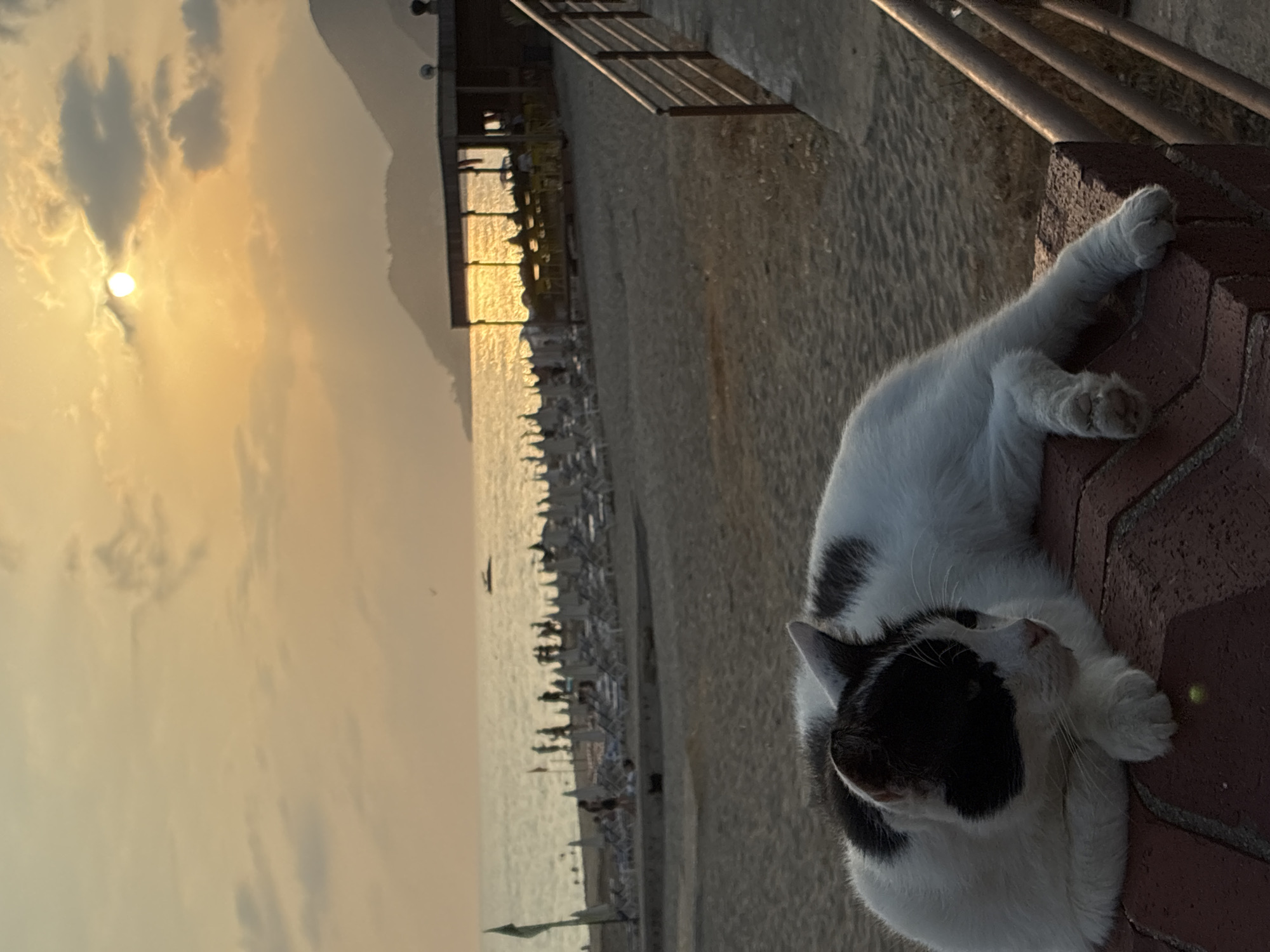 A black and white cat is lying on a reddish-brown brick ledge in the foreground of a beach scene at sunset. The cat is facing to the right, with its paws tucked underneath its body. The background features a sandy beach with numerous beach chairs and umbrellas set up. People are visible walking on the beach and in the water. A small structure, possibly a beachside cafe or bar, is situated closer to the water, with tables and chairs arranged outside. Mountains are visible in the distance. The sun is setting, casting a warm golden glow across the sky and reflecting on the water. A railing is present to the right of the image, leading towards the beach. The overall setting suggests a relaxed atmosphere on a beach in Alanya, Turkey.