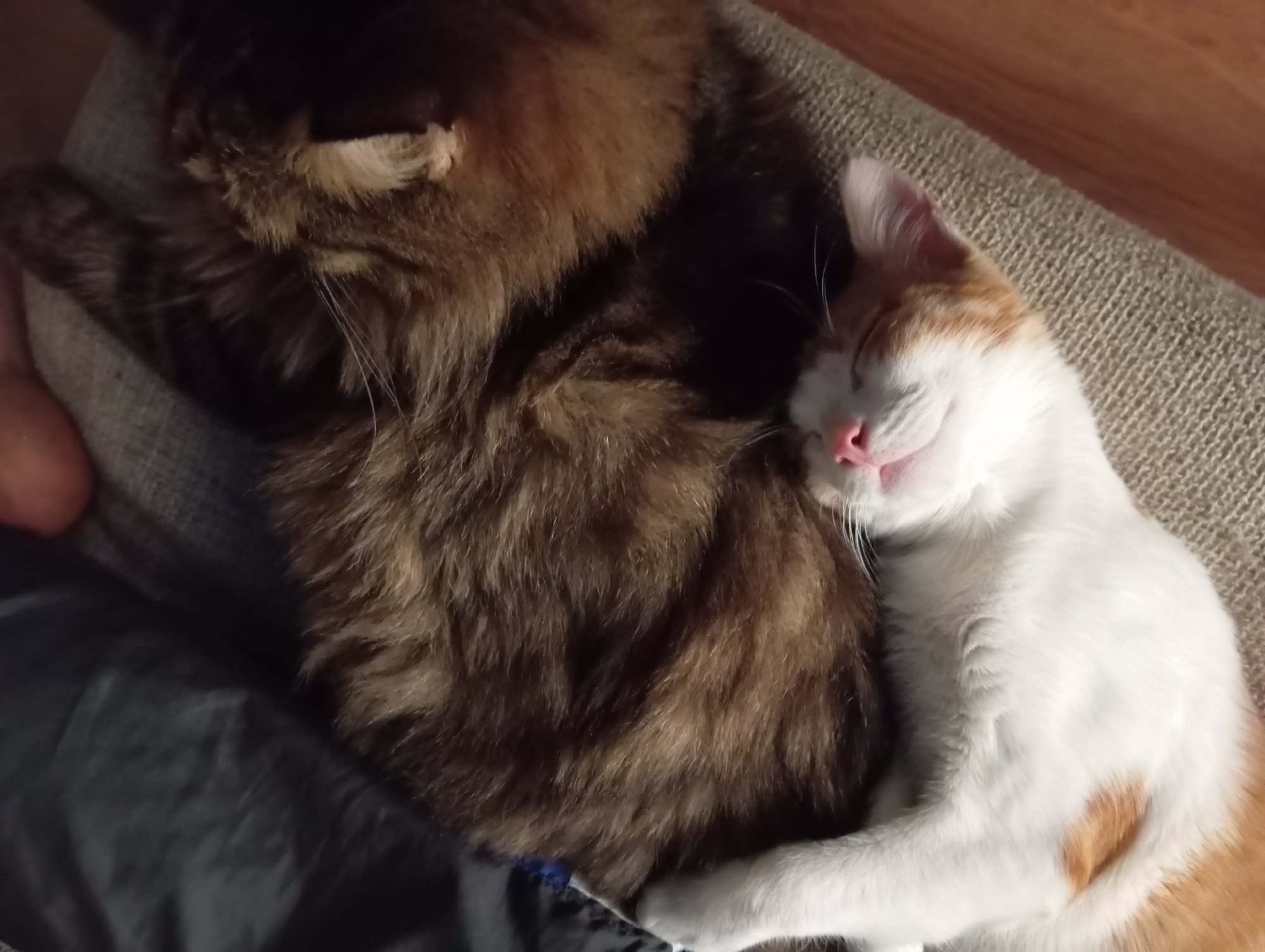 Two cats are sleeping curled up together on a textured surface that appears to be a couch or chair. The cat in the foreground is predominantly white with orange and brown patches on its head and body, and its eyes are closed. Its pink nose is visible. The cat behind it is a tabby with brown, black, and some lighter colored fur, curled tightly around the first cat. The background is dark and out of focus, with hints of a dark fabric and possibly a wooden surface. There are no identifiable landmarks or objects that would place this image in Aktau, Kazakhstan or any specific city.