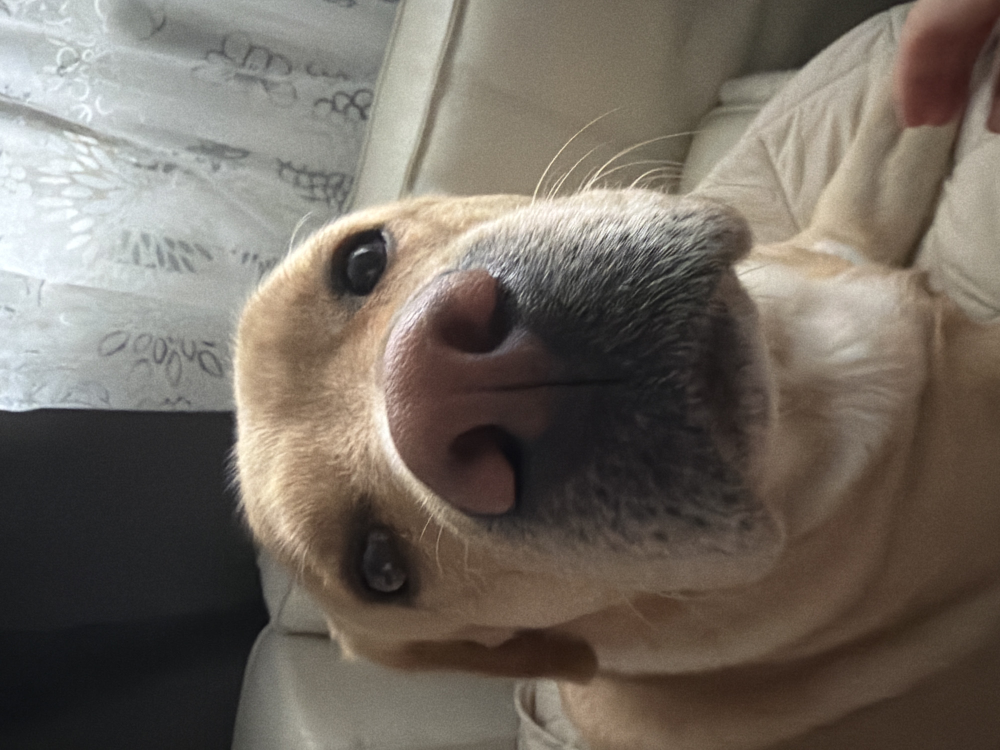 This is a close-up, Dutch angle photograph of a golden Labrador retriever's face. The dog is positioned with its head tilted downwards, looking directly at the camera with its nose and one eye prominently in focus. The dog's fur is a light golden color, and its nose is a dark, wet pinkish-brown. A light-colored, textured surface, possibly a couch or blanket, is visible behind the dog. To the left of the dog's head, a light-colored fabric with a subtle patterned design is visible, possibly a curtain or upholstery. A human hand, with the thumb and forefinger extended, is visible in the upper right corner, suggesting interaction or petting. The lighting appears to be natural, possibly from a window, casting soft shadows and highlighting the dog's features. The overall mood is intimate and playful, capturing a moment of connection between the dog and the unseen photographer. There is no visible text in the image.