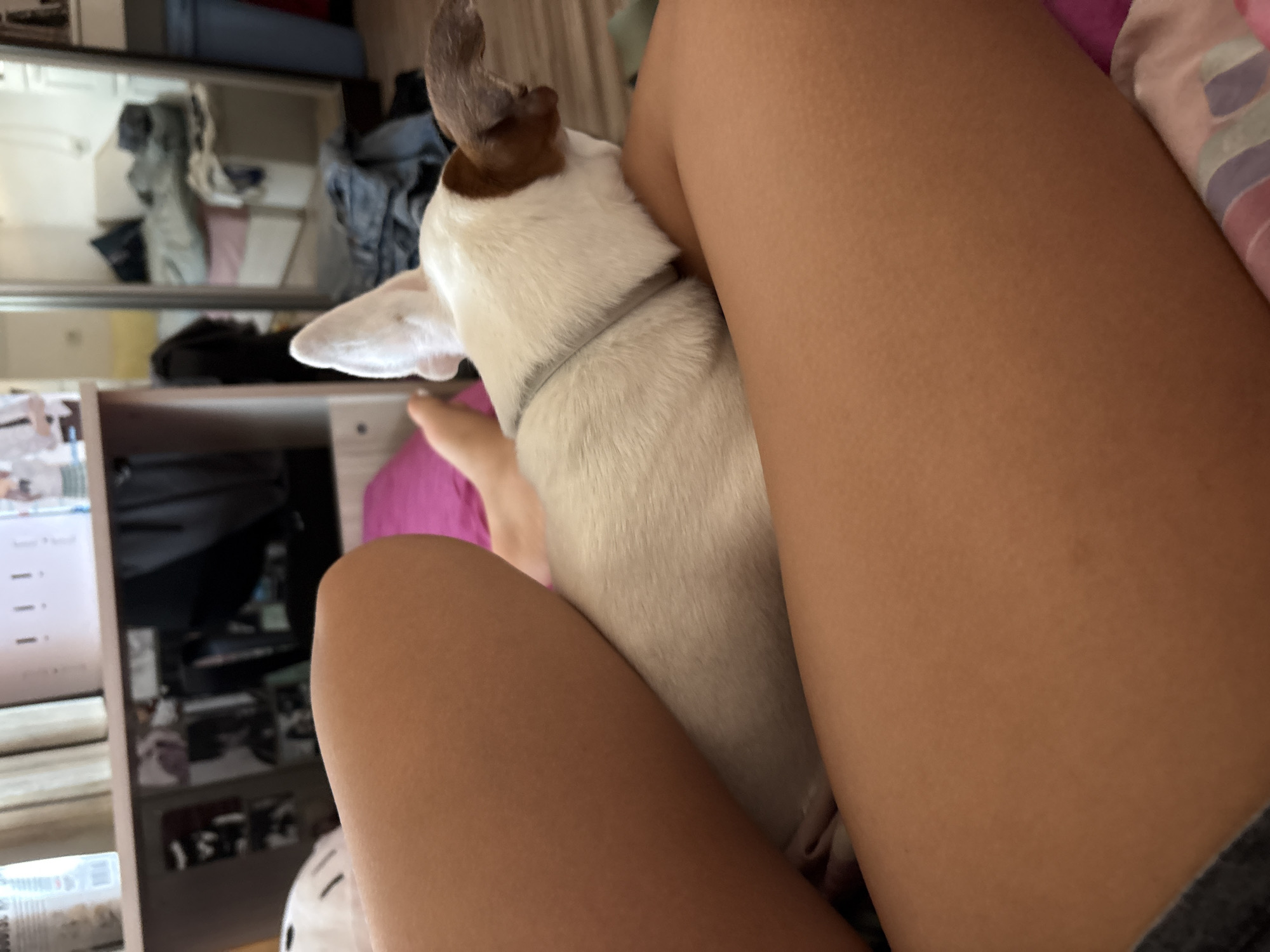 A medium shot captures a small dog resting between the thighs of an individual. The dog, primarily white with brown markings on its ears and head, is wearing a light-colored collar. Its body is nestled against the person's legs, which appear tanned and are clad in dark shorts partially visible at the bottom of the frame. The background is softly blurred, showing a shelf with various items, including bottles and what appear to be boxes or books. A portion of a pink blanket is visible beneath the dog and the person's legs. The scene suggests an indoor setting, possibly a bedroom or living area. The lighting appears to be ambient indoor light.
