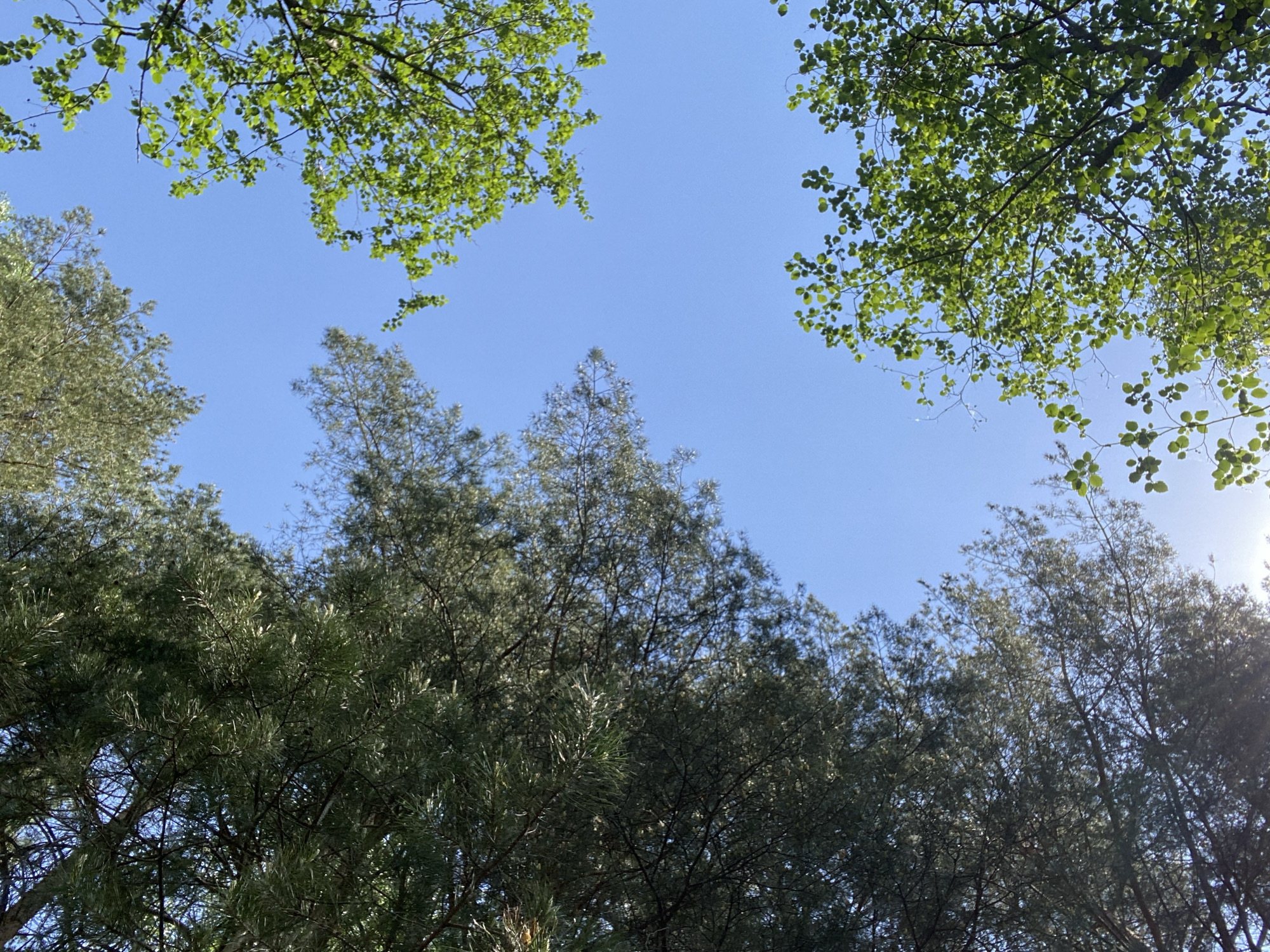 The image shows a view looking up into a forest canopy against a bright blue sky. The treetops consist of a mix of pine trees with needle-like leaves and deciduous trees with rounded green leaves. The sky is mostly clear with a slight glare indicating the presence of the sun to the right. The forest appears dense, with overlapping branches and leaves creating a complex pattern. There is no indication of the location being Chaykovsky, Russia, or the presence of people, specific objects beyond the trees, or any actions.