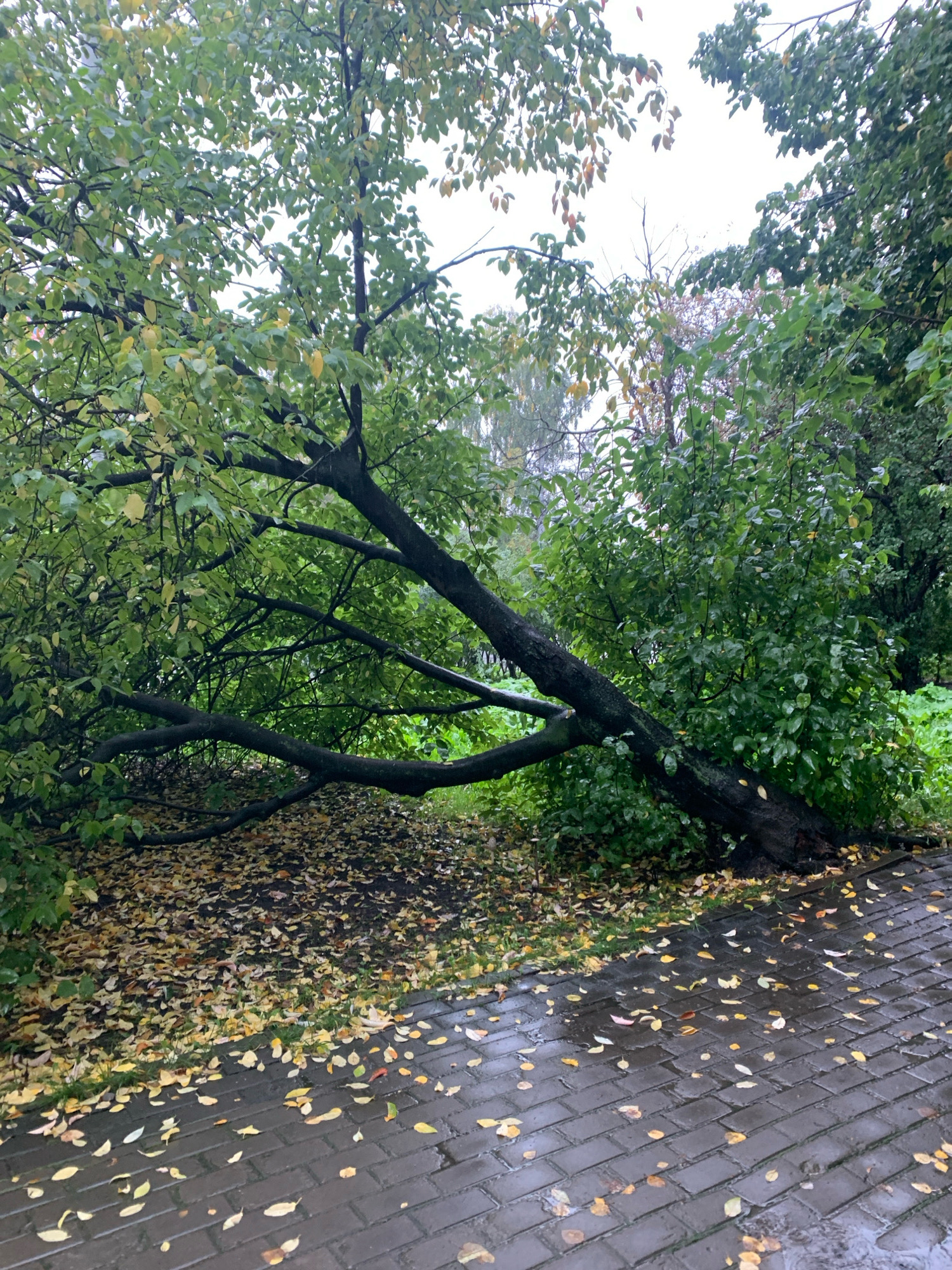 A large tree has fallen across a paved walkway, its trunk resting on the ground. The tree has green leaves, some of which are yellowing, suggesting it is autumn. Fallen leaves are scattered on the walkway and the adjacent grassy area. The walkway appears to be made of dark grey pavers, which are wet. The background shows more trees and foliage, with a slightly overcast sky. The scene suggests a natural environment within a city.