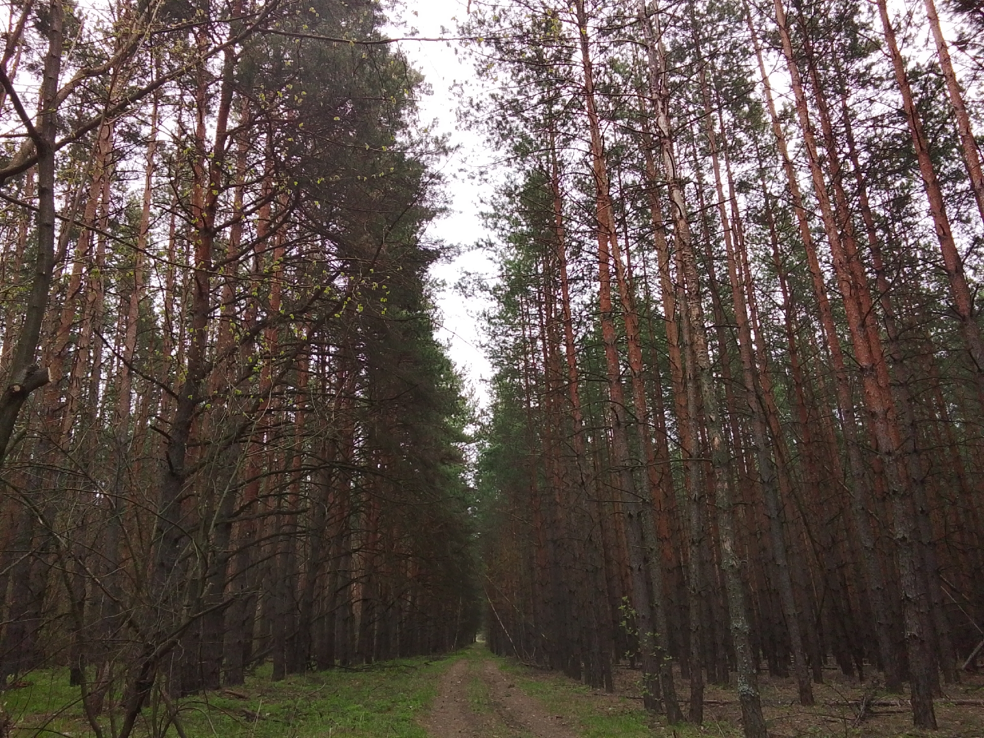 The image displays a tranquil view of a narrow dirt path cutting through a dense pine forest, likely in the Елец-Маланино region of Russia. Tall, slender pine trees with reddish-brown trunks and green needles line both sides of the path, creating a natural corridor that recedes into the distance, almost like a tunnel. The perspective is from ground level, looking forward and slightly upward, emphasizing the towering height of the trees.
The sky overhead is overcast, indicating a cloudy day, and casting a soft, diffused light across the scene. This subdued lighting highlights the texture of the tree bark and the varied greens of the foliage. In the foreground, particularly on the left, some deciduous trees or branches with small, light green leaves are visible, suggesting it is spring or early summer. The forest floor is covered with green grass and some sparse undergrowth and fallen branches.
There are no people or specific activities taking place, but the presence of the path implies an opportunity for walking, hiking, or exploration through the natural landscape. The scene evokes feelings of peace, solitude, and the grandeur of nature. No visible text appears in the image.
