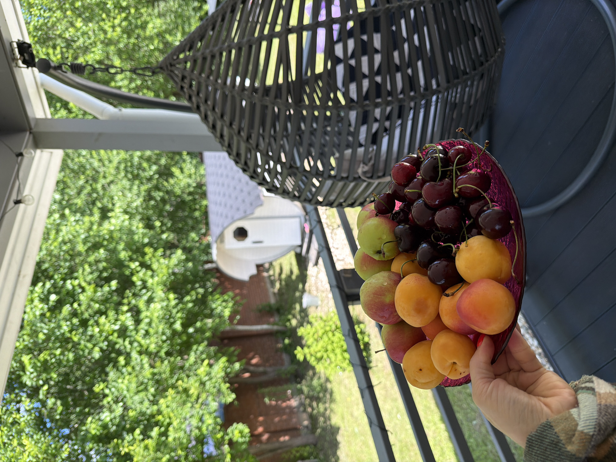 The image depicts a close-up of a person's hand holding a pink glass plate filled with fresh fruits, including apricots, apples, and cherries. The fruits are wet, suggesting they have been recently washed or are dewy. The plate is positioned on a dark-colored outdoor surface, possibly a deck or patio, with a black railing in the foreground. In the background, a grey woven hanging chair is visible, partially obscuring a view of a backyard area. The backyard features lush green trees, a brick wall, a small white barrel-shaped structure, and more greenery. The overall setting suggests an outdoor recreational space, likely a porch or balcony, in a residential area. The specific location in Алешкино Дп, Russia, cannot be confirmed from the visual information alone, as the image does not contain any identifiable landmarks or signs that would pinpoint the exact location within the city.