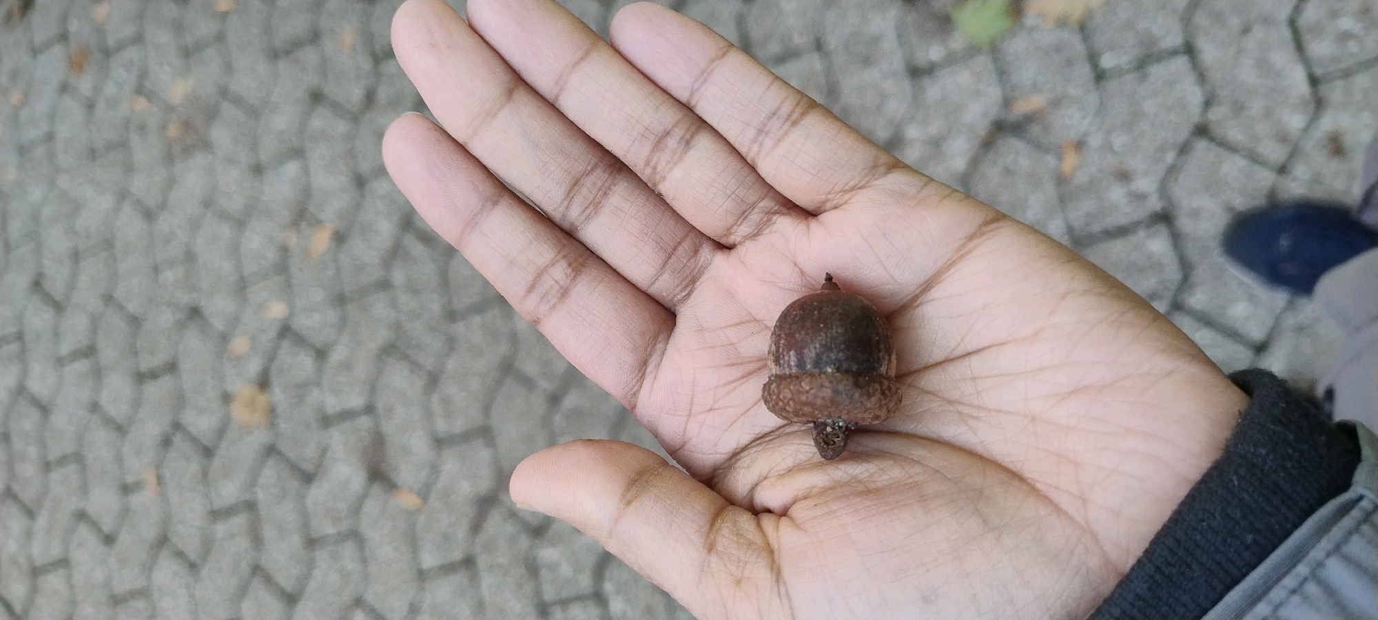 A close-up, overhead view shows an open right hand holding a single acorn on a gray paved surface. The hand has visible lines and appears to be lightly tanned. The acorn is brown with a lighter brown cap and a small stem. The background is a textured gray surface made of interlocking hexagonal pavers. A small part of a dark blue shoe and light gray fabric is visible at the bottom right edge of the frame, suggesting the presence of another person. There is no information available to specify the location within Ishøj, Denmark.