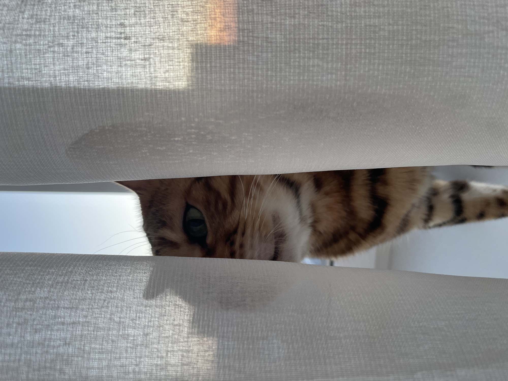 The scene is set in what is identified as a domestic interior in Izhevsk, Russia. A Bengal cat, distinguished by its patterned brown and black fur, is partially visible, peeking from behind translucent white curtains. The cat's head and upper body are visible, with one green eye and several whiskers clearly discernible. Its muzzle and a portion of its chest are also in view. The cat appears to be standing on a windowsill or similar elevated surface directly in front of a window. Two panels of sheer white curtain fabric are drawn mostly closed, creating a narrow vertical opening through which the cat is looking. Beyond the curtains, the outdoor environment reveals a clear sky transitioning from light blue at the top to a warm orange-yellow near the horizon, characteristic of either sunrise or sunset. Vague silhouettes of distant urban structures are faintly visible through the translucent curtain material on the right side of the frame.