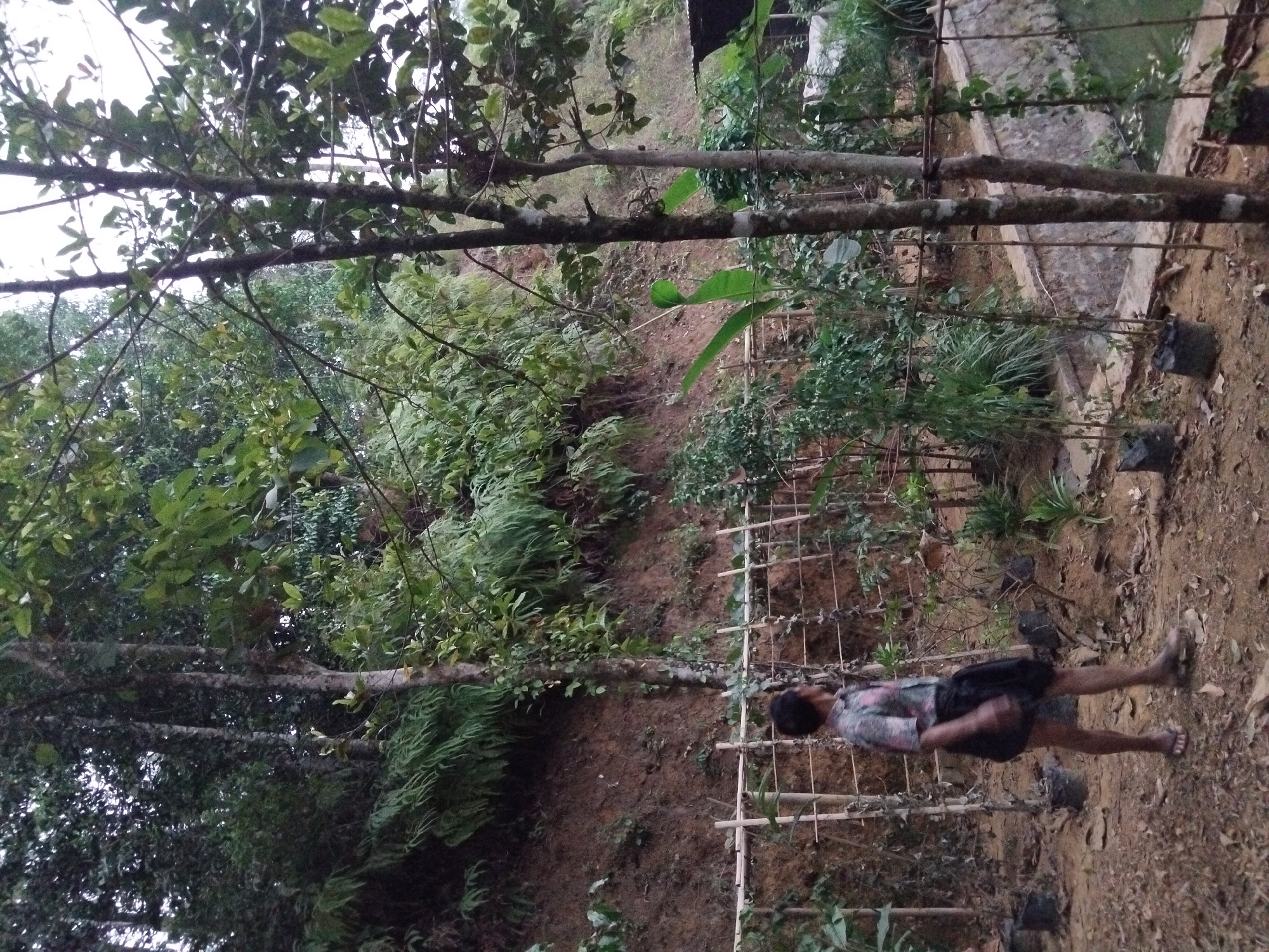 The image depicts an outdoor scene at a location in Sambirata, Indonesia. In the foreground, a person is walking away from the camera, seen from the side. The individual is wearing a short-sleeved, patterned shirt and dark shorts or a sarong. They are also wearing flip-flops. The ground is covered with dry leaves and dirt. Behind the person, a makeshift fence constructed with bamboo poles and string stretches horizontally across the frame. Various potted plants are visible around the area. Further back, a steep, brown dirt embankment is covered with lush green foliage, including ferns and other dense vegetation. Several trees with visible trunks and branches are present, some with leaves. The background reveals a denser forest or jungle area. On the right side of the image, a stone wall borders a body of water, possibly a pond or canal, with some greenery growing along the wall and reflected in the water. The overall lighting suggests an overcast day.