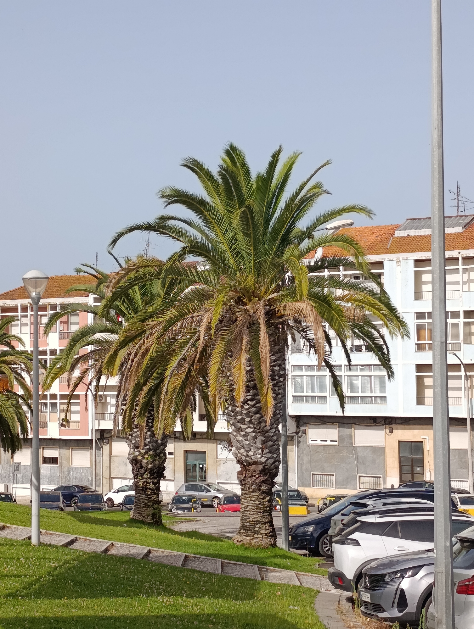 The image depicts a street scene in Setúbal, Portugal, characterized by palm trees, apartment buildings, and parked cars. In the foreground, a strip of green grass with a stone pathway leads to a sidewalk. Two prominent palm trees stand tall, with lush green fronds partially obscuring the background. Behind the palm trees are multi-story apartment buildings with terracotta tiled roofs and white-framed windows. The buildings are painted in muted tones of pink, white, and blue-gray. A street lamp is visible on the left side of the image. Several cars are parked along the street, including a dark blue sedan, a white SUV, and other vehicles. The sky is clear and pale blue, suggesting a sunny day. The overall impression is of an urban residential area with a touch of tropical vegetation.