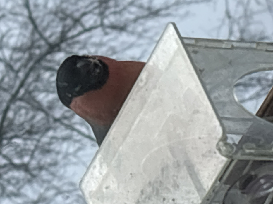 A male Eurasian bullfinch (Pyrrhula pyrrhula) is depicted positioned on the transparent, sloped roof of a plastic bird feeder. The bird exhibits a distinct black cap and prominent rosy-red breast plumage. Its head is angled slightly to the right, revealing its small, dark beak. The background is out of focus, showing a dense arrangement of bare tree branches against an evenly lit, bright sky, indicative of an overcast winter or early spring environment. The scene is located in Chaikovsky, Russia.