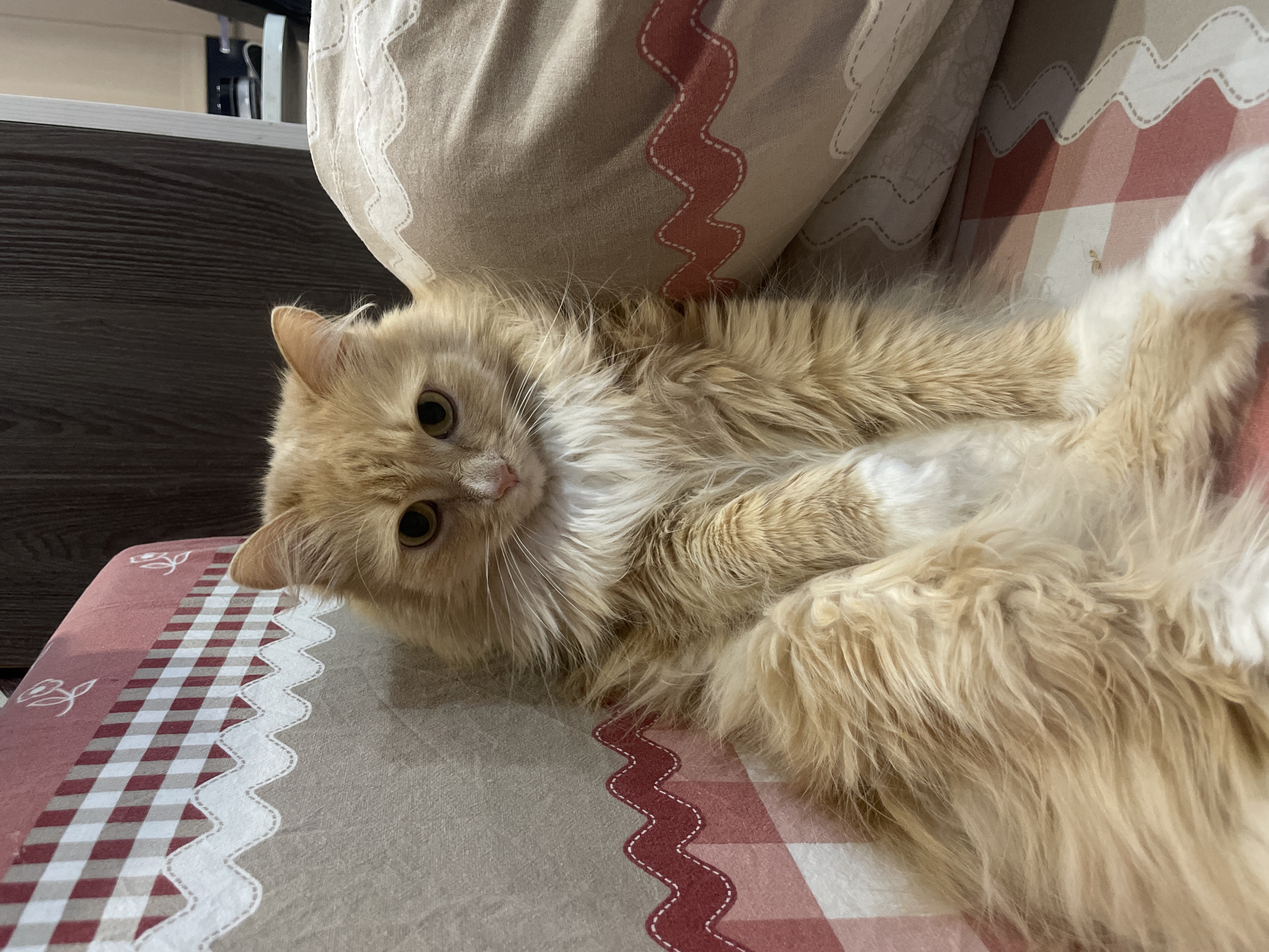 A light orange cat is lying on its side on a bed covered with a patterned blanket and pillows. The cat is looking at the camera. A bedside table is visible in the background. The location is not discernible from the image.