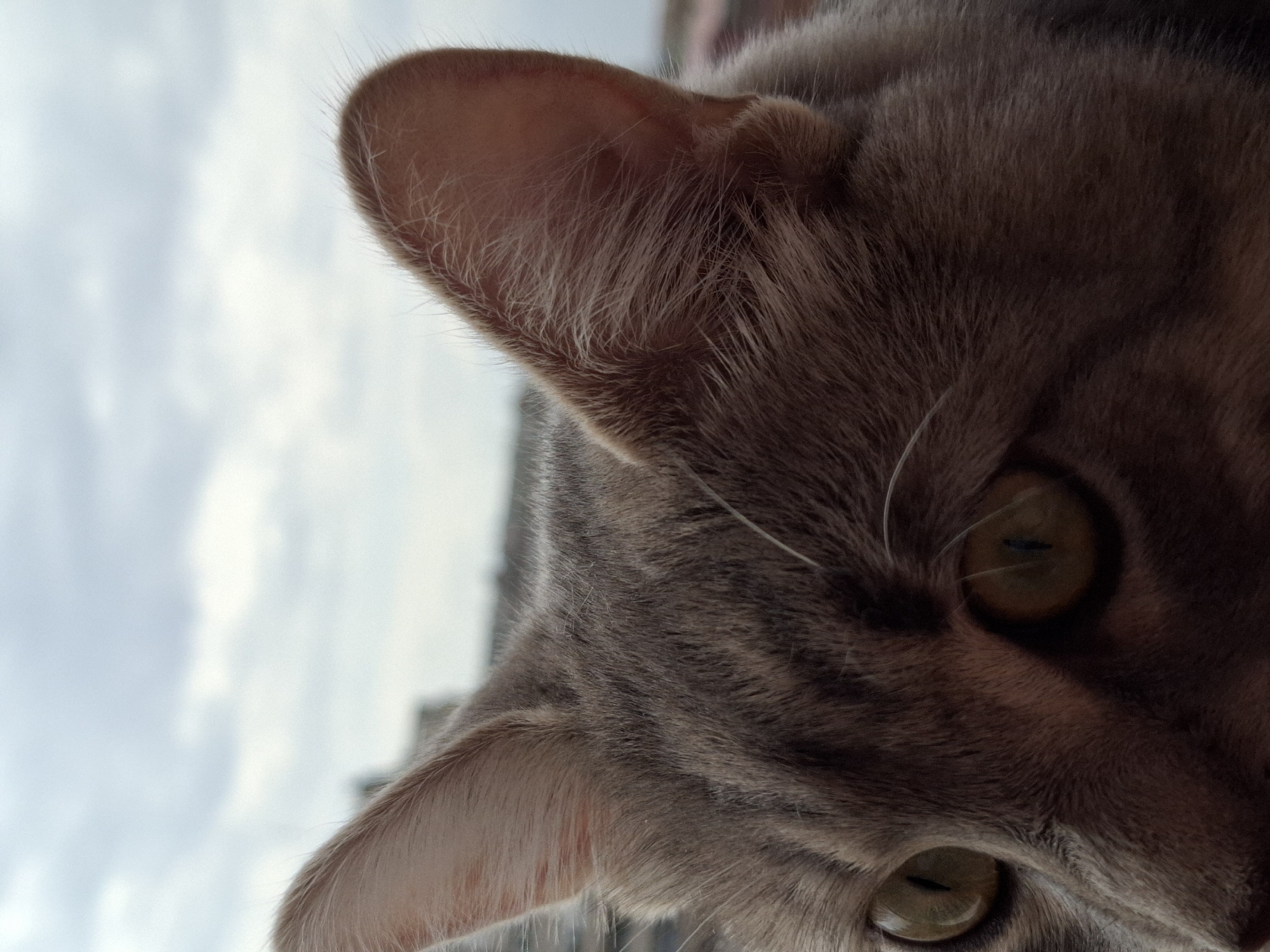 The media file features a close-up, upward-angled shot of a grey tabby cat's head, partially rotated. The cat's face occupies the right side of the frame, with its right ear prominently displayed towards the top center. The fur is a blend of grey and brown tones with visible tabby stripes and fine, light-colored hairs on the inside of the ear. Both of the cat's eyes are visible, appearing as bright green-yellow with narrow, vertical pupils that reflect light. White whiskers are subtly visible near the cat's snout.
The background is a bright, diffused light blue and white, characteristic of an overcast or cloudy sky, suggesting it is daytime. A faint, blurred dark shape, possibly a building or structure, can be discerned in the distant background, providing a subtle hint of an urban or semi-urban outdoor setting consistent with Novi Sad, Serbia. The cat appears observant and alert, looking upwards and to the side, perhaps focused on something outside a window. There is no visible text in the image.