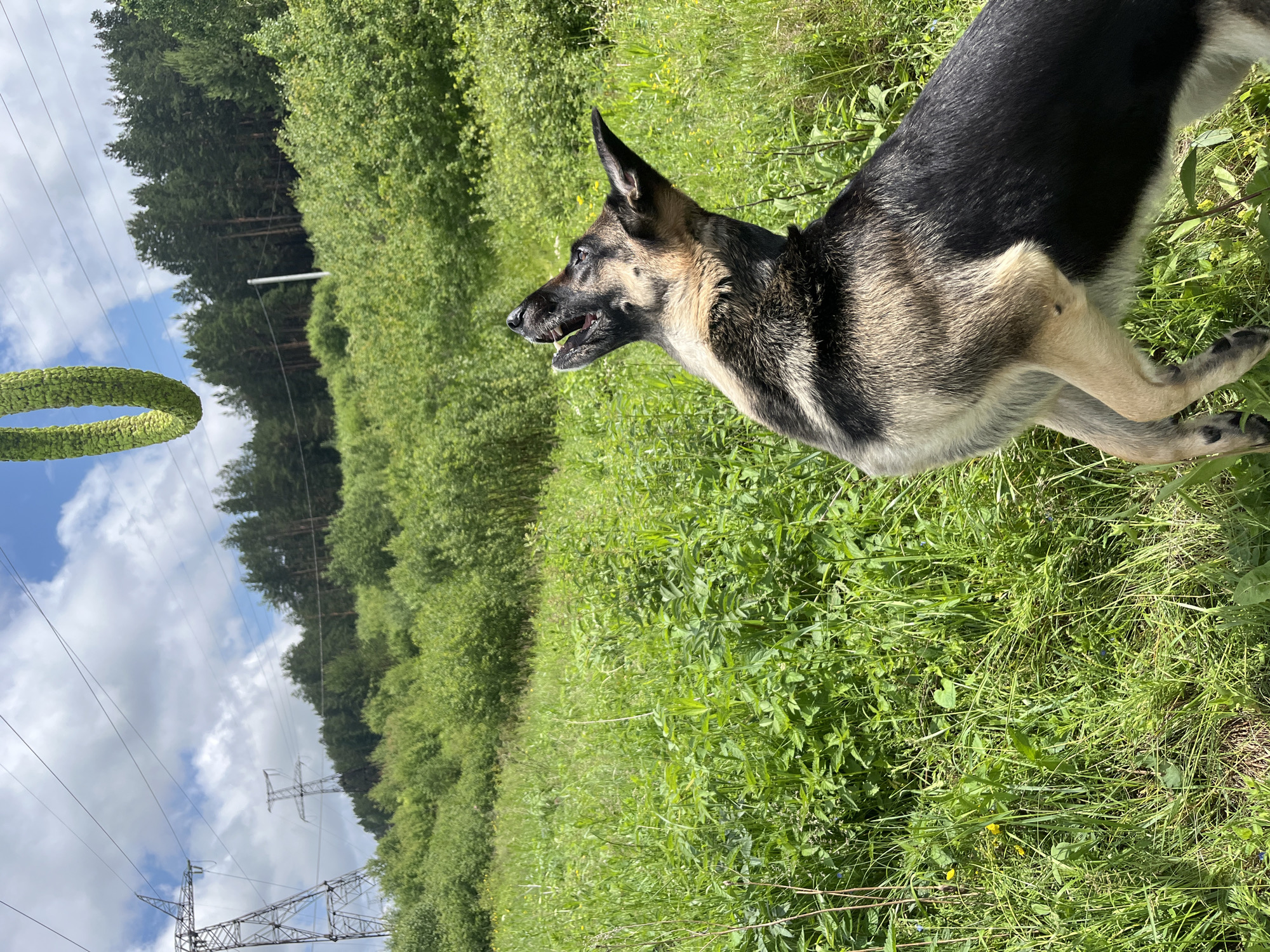 An Alsatian dog is in a grassy field, looking up at a green ring-shaped object suspended in the air. The dog is mid-jump, with its front paws off the ground. In the background, there are power lines and towers, a dense forest, and a cloudy sky. The location is identified as Nizhny Tagil, Russia.