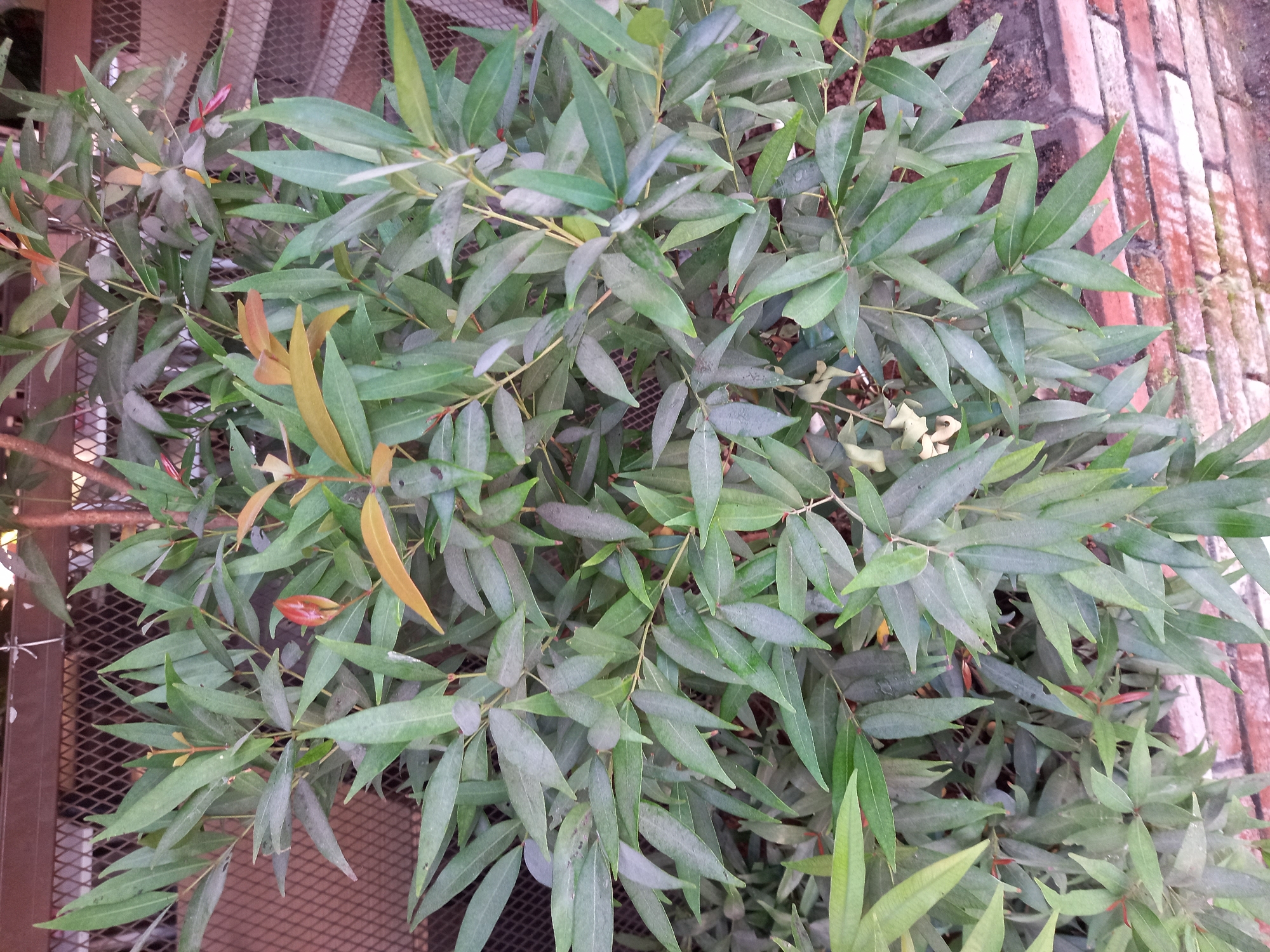 A close-up, eye-level, vertical, full shot shows a dense evergreen shrub with long, narrow, pointed leaves in various shades of green and some reddish-brown new growth. The leaves are arranged alternately along thin, woody stems. The shrub appears healthy and well-maintained. In the background, a diamond-patterned metal fence is visible, painted a dark brown. Below the shrub, a low wall constructed of red bricks and mortared together is partially visible, with some soil and debris on top. The overall setting suggests an outdoor environment in a garden or yard. The image was taken in the city of Bungah, Indonesia. There are no people or animals in the frame.