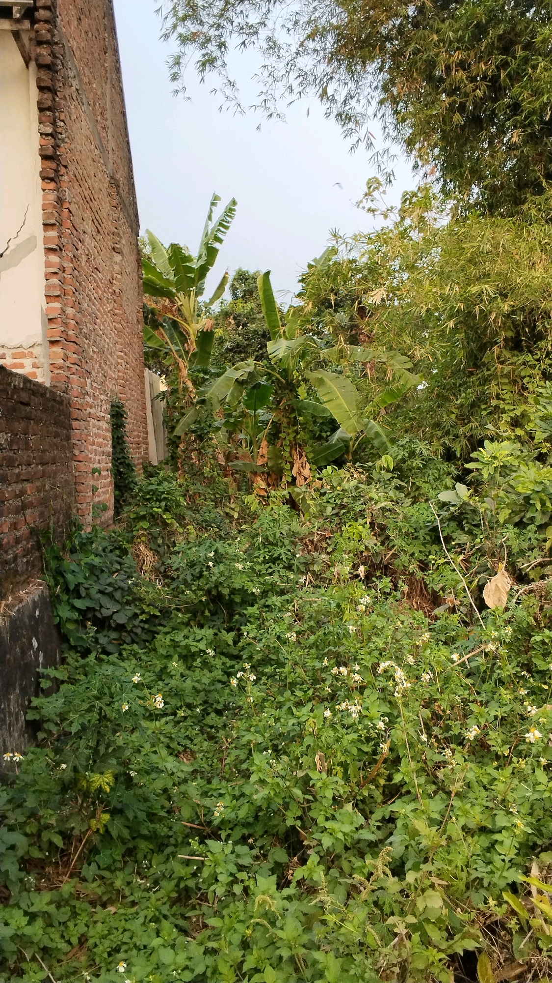 A brick building with a white stucco facade is partially visible on the left side of the image. The building has a visible crack in the stucco. Adjacent to the building, dense green foliage, including banana plants and bamboo, grows abundantly. Small white flowers are scattered throughout the undergrowth. The scene appears to be an outdoor area with overgrown vegetation, possibly in a residential or undeveloped part of Penompo, Indonesia. The sky is overcast and a bird is faintly visible in the upper center of the image.
