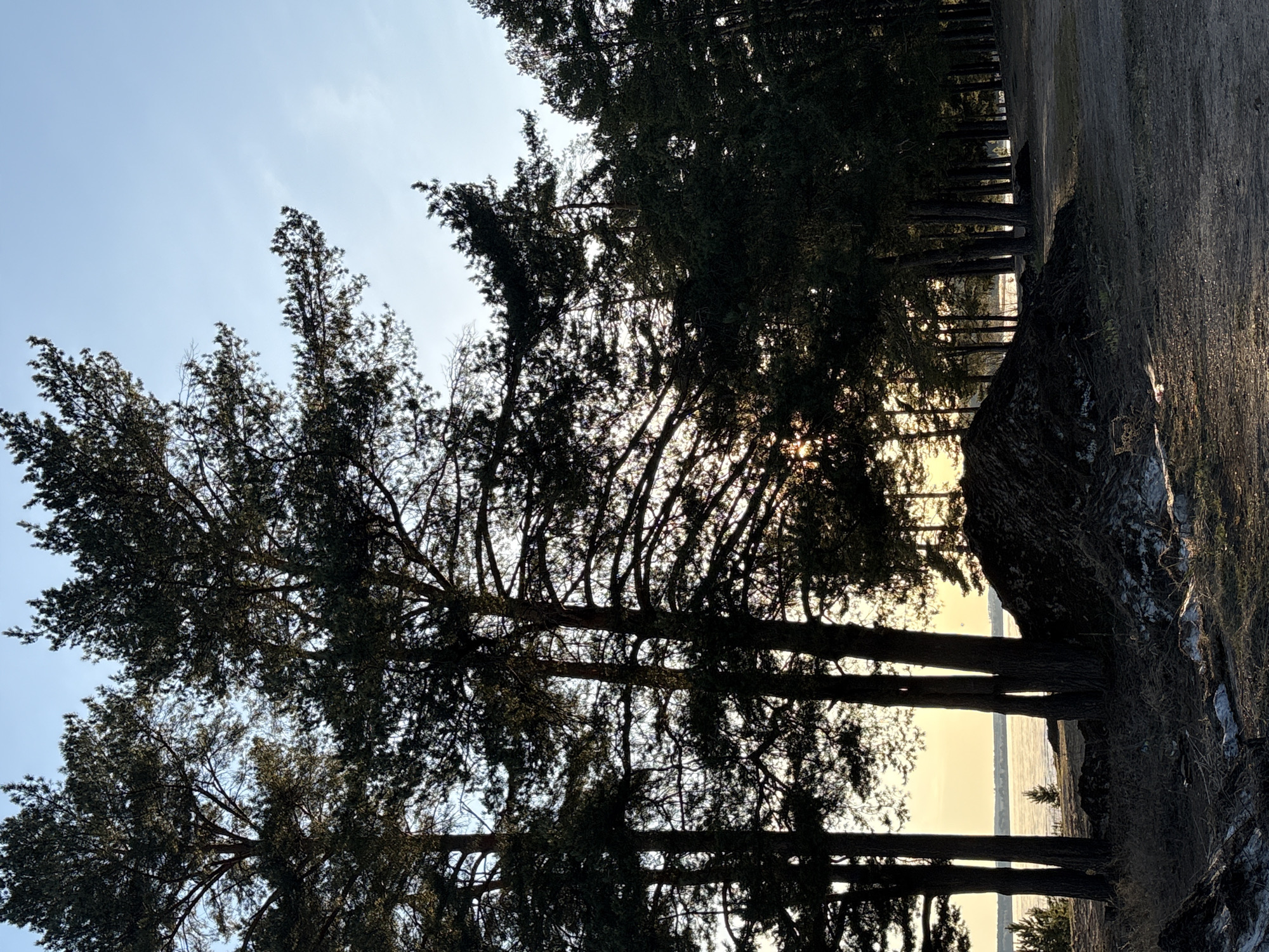 The image captures a serene natural landscape, likely near the Votkinsk Reservoir in Votkinsk, Russia. The scene is dominated by a dense stand of tall evergreen trees, most likely conifers, which are silhouetted against a bright sky and a shimmering body of water.
The time of day appears to be either sunrise or sunset, indicated by the warm, golden-yellow light emanating from the horizon and reflecting intensely off the calm water. The sun's rays pierce through the dense foliage of the trees, creating bright highlights and emphasizing the intricate patterns of their branches.
On the right side of the frame, a patch of ground, possibly a dirt path or natural bank, is visible. It shows textures of dry grass or soil, and subtle hints of frost or light snow catch the golden light, suggesting a cold season like winter or early spring. A large, dark, textured object, resembling a tree stump or a boulder, occupies the immediate right foreground.
The sky transitions from a soft, clear blue at the top to a brilliant golden hue near the horizon where it meets the water. The water itself is smooth and reflective, acting as a mirror for the sky's vivid colors. The overall composition emphasizes the stark beauty of nature, with the dark, imposing trees creating a dramatic contrast against the luminous sky and water. There are no people, animals, or visible text in the image. The mood is tranquil and contemplative.