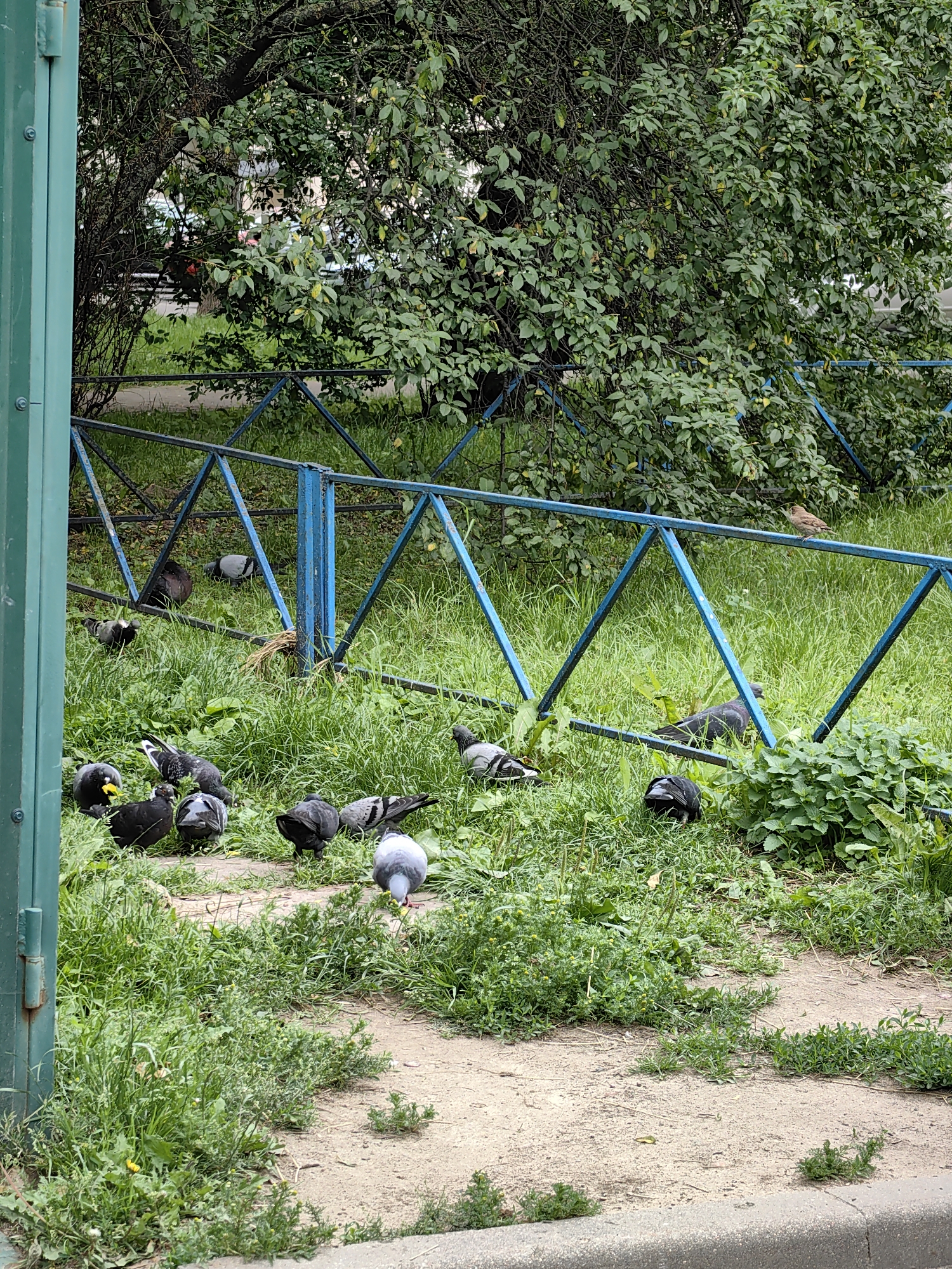 In Minsk, Belarus, a flock of pigeons is gathered in a grassy area bordered by a blue metal fence. The pigeons are predominantly dark gray and black, with a few lighter gray individuals. Some are pecking at the ground, while others are standing or have their heads down. A single small brown bird is perched on the fence. The environment is characterized by lush green grass, dense foliage from a large tree in the background, and a dirt path. The scene appears to be an urban park or a similar public outdoor space.
