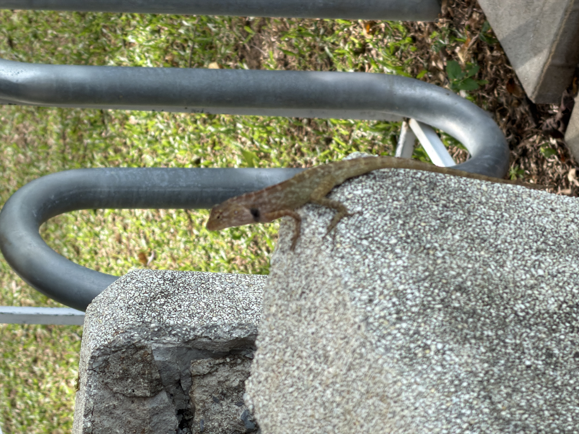 A light brown lizard is perched on a textured stone structure in an outdoor setting, likely a public space given the presence of metal railings and grassy ground. The lizard, with visible scales and a long tail, is positioned on the right side of the frame, facing left. The stone structure appears to be part of a bench or a monument, with a rough, speckled surface. Behind the lizard and the stone, a blurred background of green grass and brown soil is visible, interspersed with the dark gray, cylindrical shapes of metal railings. The overall lighting suggests it is daytime, with shadows present. The scene is devoid of any human presence. The location is identified as Ko Samui District, Thailand.