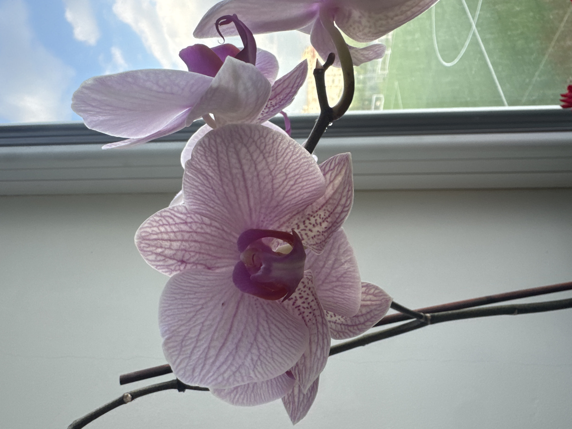 The image displays multiple Phalaenopsis orchid blooms positioned indoors, with an outdoor scene visible through a window. The orchids feature pale pink petals with prominent darker pink striped venation and deep magenta/purple labella (lips). Lighter speckled patterns are visible on the lower petals of some blooms. Dark brown stems support the flowers; a small, clear droplet is visible on one stem. The indoor background to the left consists of a light grey wall with minor surface imperfections. A vertical, light grey window frame separates the indoor space from the outdoor view. Through the window, a bright blue sky with scattered white cumulus clouds is visible above a large green field. This field exhibits distinct white demarcation lines, consistent with a sports ground, possibly a football pitch. Vaguely discernible urban structures or buildings are present in the mid-distance beyond the field. No human figures or specific actions are depicted. The scene is situated in the city of Sofia, Bulgaria.