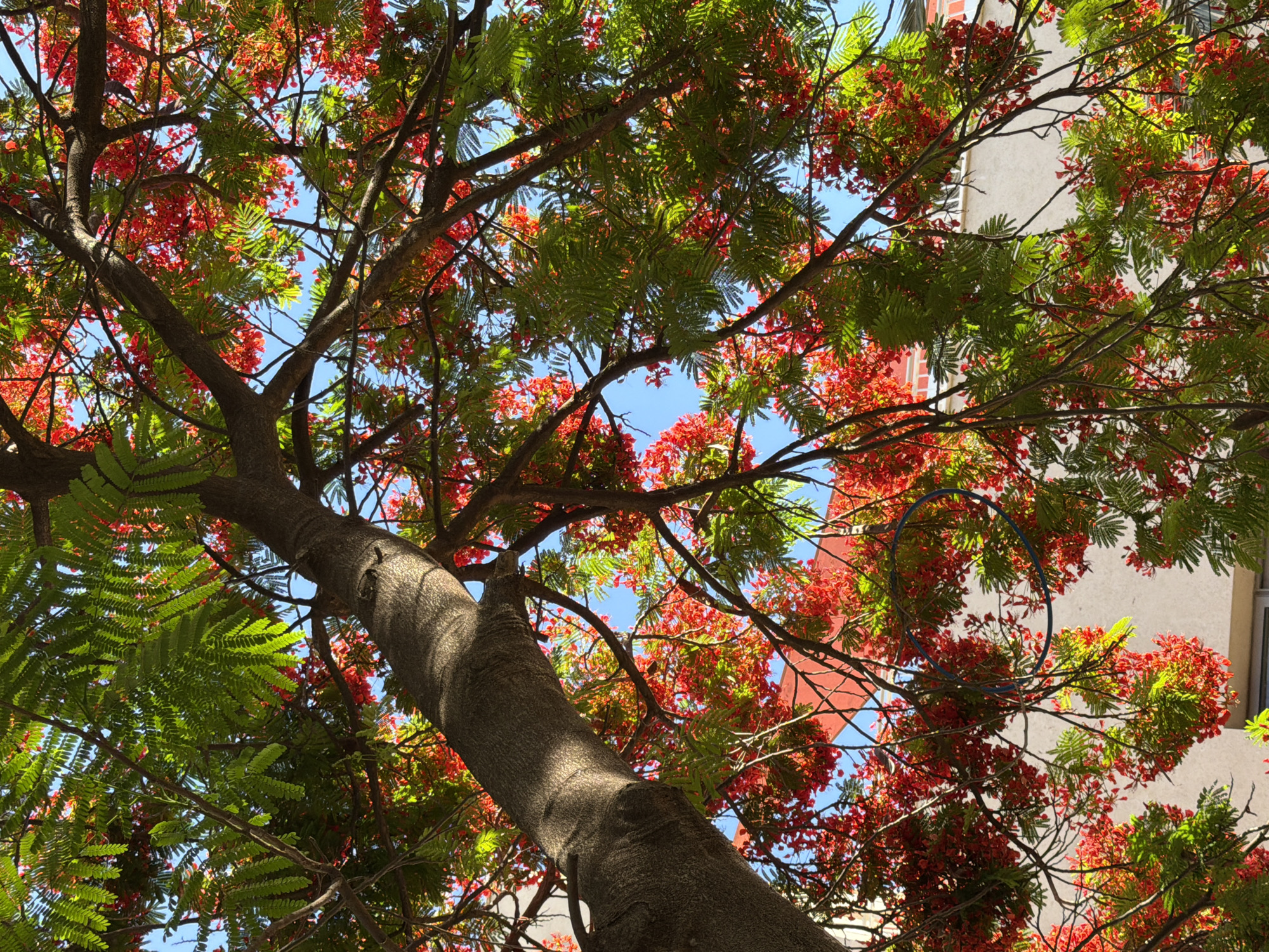 The image captures an upward view of a vibrant tree with abundant red flowers and green foliage. The tree's branches extend outwards, partially obscuring a light-colored building with some red accents visible. The sky is a clear blue, suggesting a sunny day. This scene is located in Ramat Gan, Israel, a city known for its green spaces and residential areas. There are no people or animals visible in the photograph.