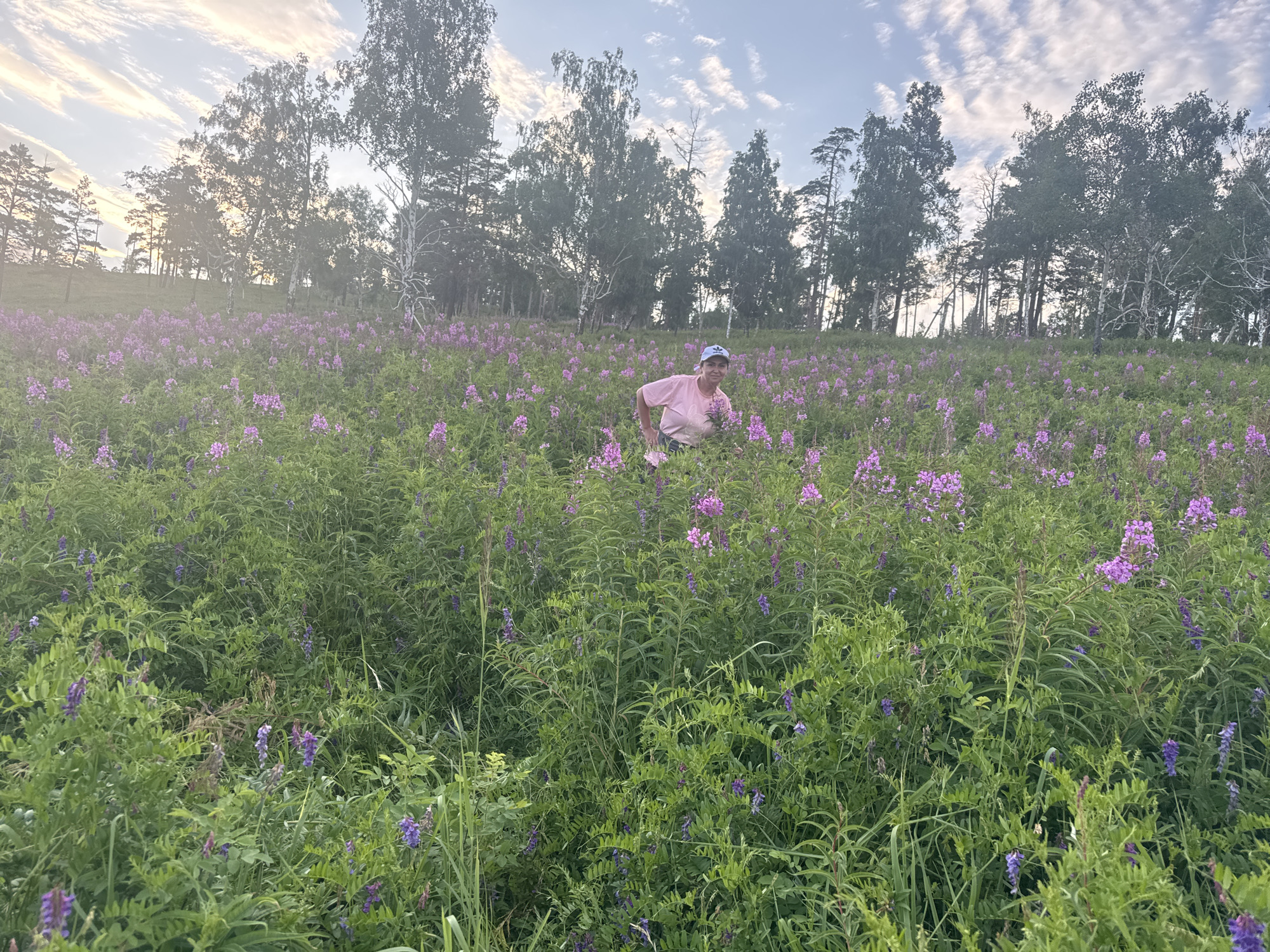 A woman wearing a pink t-shirt and a blue baseball cap is standing in a field of tall green grass and purple flowers. She is bent over, appearing to pick flowers. Behind her, a line of trees stands against a hazy sky with clouds. The scene suggests a rural or natural setting, likely in the outskirts of Bratsk, Russia, given the prevalence of such landscapes in the region. The lighting indicates it is either early morning or late afternoon.