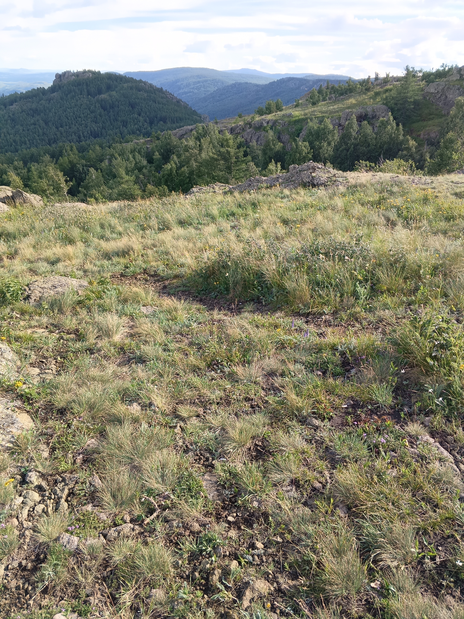 This is an eye-level outdoor medium shot of a mountainous landscape under a partly cloudy sky. In the foreground, a field of dry, golden-brown grass is interspersed with green vegetation and small, rocky outcroppings. The grass is mostly low to the ground, forming tussocks in some areas. In the mid-ground, the terrain slopes upward, revealing a dense forest of dark green pine trees that covers the sides of the hills. Rocky, exposed areas are visible within the forest, with scattered lighter green deciduous trees. The background features rolling hills covered in a similar dense forest, fading into a hazy blue in the distance. The overall impression is of a wild, natural, and somewhat arid mountainous environment. The sky is a pale blue with scattered white clouds.