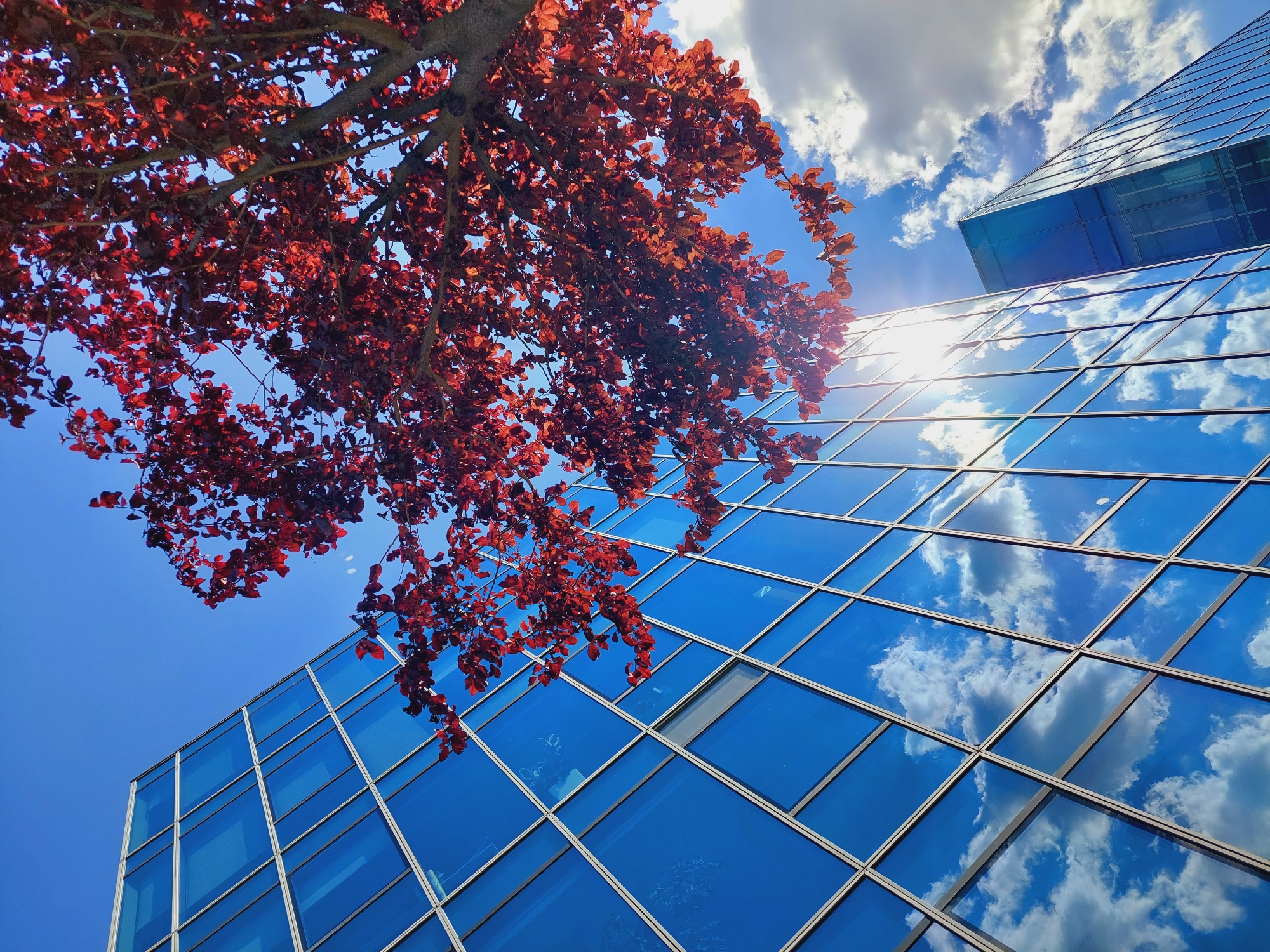 A low-angle shot captures a modern glass-paneled building with a bright blue sky and white clouds reflected on its surface, alongside a tree with vibrant red leaves, all bathed in sunlight. The building's facade is made of large glass panels framed by silver mullions, creating a grid-like pattern. The tree, positioned in the upper right quadrant of the frame, features a dense canopy of red leaves that partially obscures the sky. The sun's rays are visible, creating a lens flare effect as they shine through the branches and leaves. A second building, also with a glass facade, is visible in the background on the right. The overall scene suggests an urban environment with contemporary architecture and natural elements.