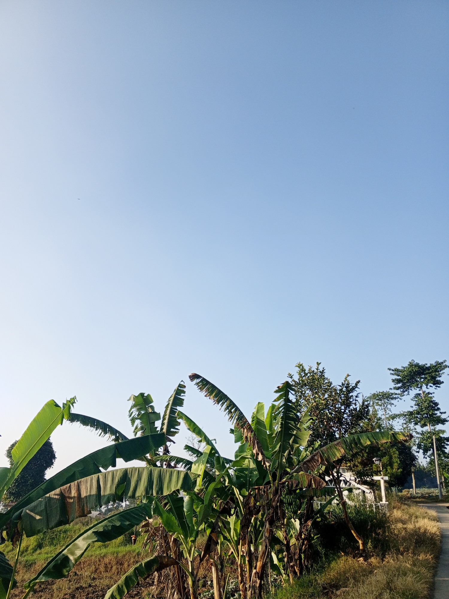 This is a photograph taken in Pelwehera, Sri Lanka, featuring a clear, pale blue sky that takes up a significant portion of the frame. In the lower third of the image, a cluster of banana trees with large, green leaves dominates the foreground. Some of the leaves show signs of browning and tearing. Behind the banana trees, there are other trees with denser foliage, and a white structure, possibly a fence or a small building, is partially visible. A dirt path or road runs along the right side of the image, bordered by dry, yellowish grass. The overall environment suggests a rural or semi-rural setting. There are no people or animals visible in the frame.