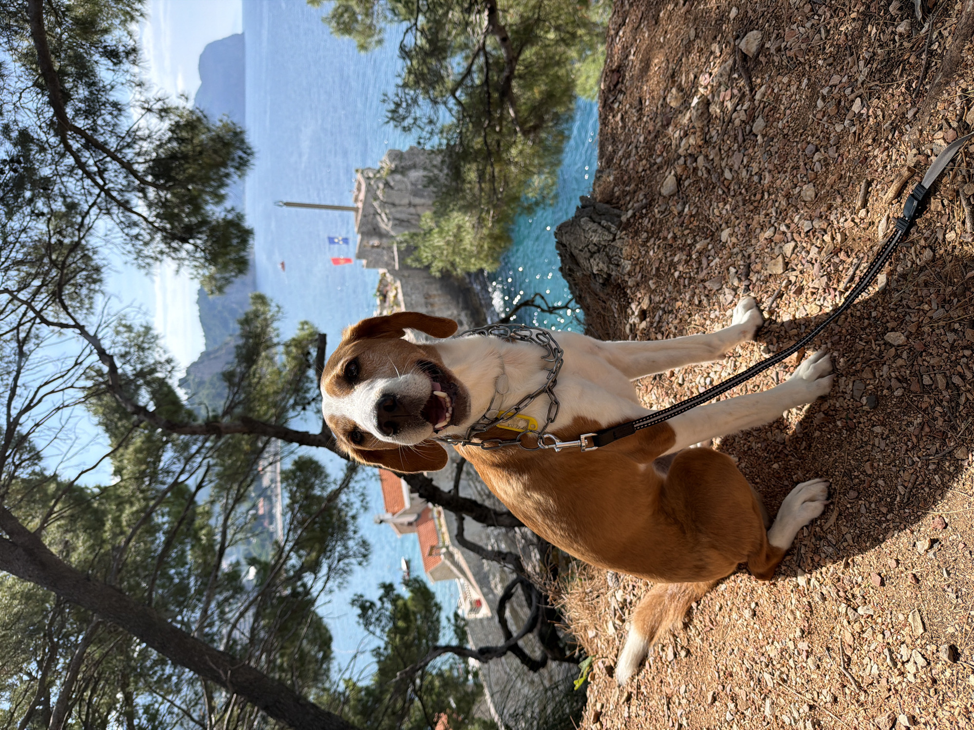 A dog is on a leash on a rocky hill overlooking the coast in Petrovac na Moru, Montenegro. The dog is brown and white with a chain collar and a yellow tag. The water is blue, and there are trees and mountains in the background. A flag can be seen on the rocky coast.
