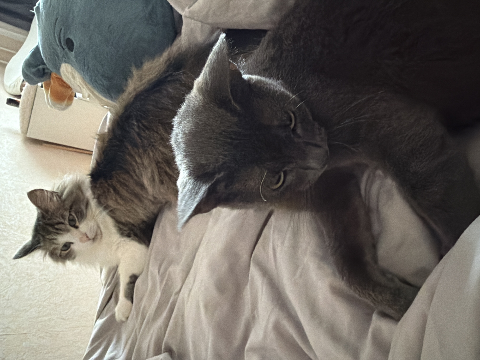 The image shows two cats resting on a bed covered with gray bedding. One cat is gray, and the other is brown and white. A stuffed blue animal toy is located behind the brown and white cat. The location is not identifiable as Chaikovsky, Russia.