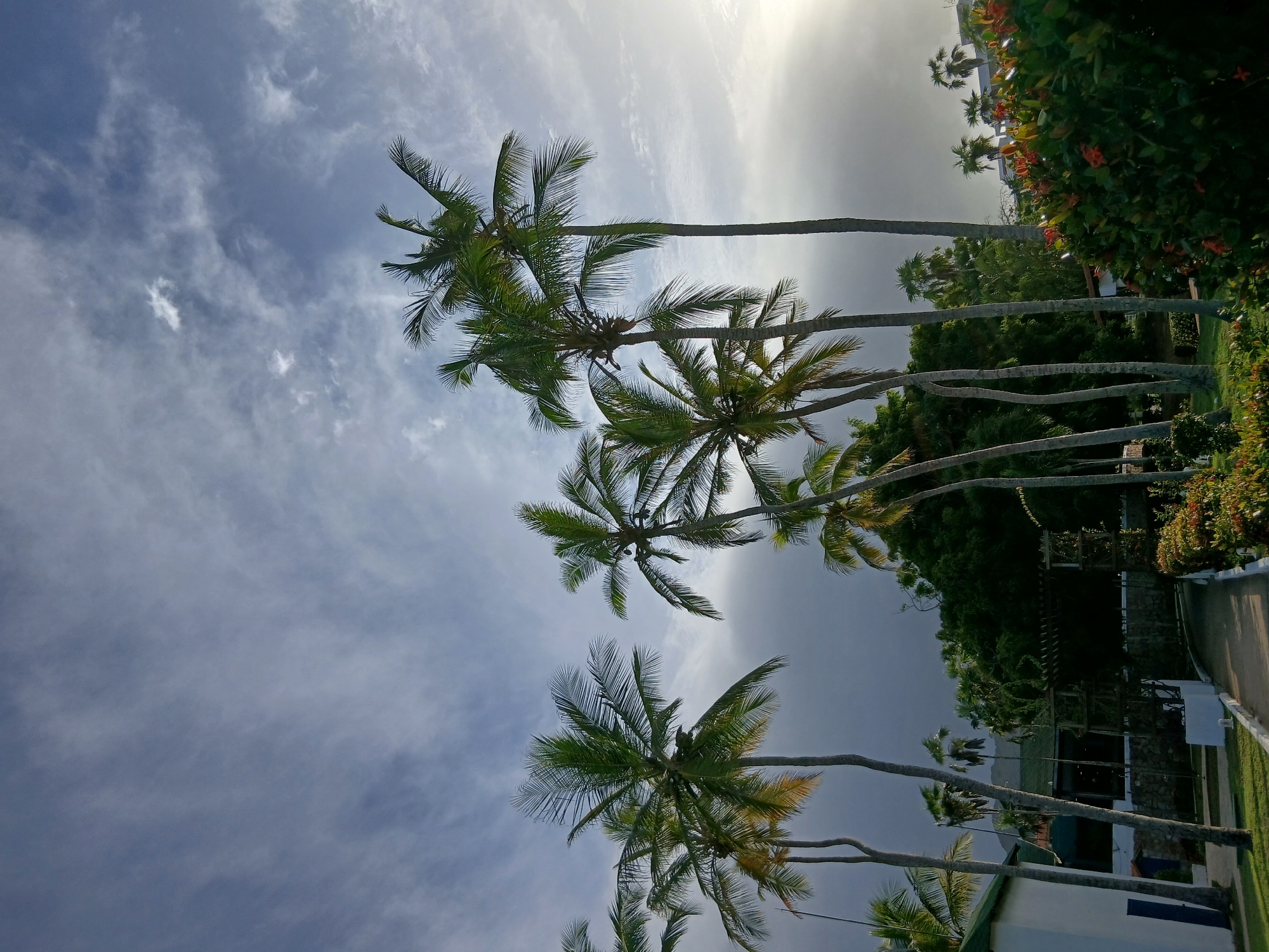 A low-angle, outdoor shot captures a cluster of tall, slender palm trees against a cloudy, dramatic sky. The trees, with their feathery fronds, are silhouetted against the light. In the background, a lush green forest and parts of buildings with white walls and green roofs are visible. Red and green foliage lines the foreground, with a pathway curving through the scene. The overall impression is one of a tropical, possibly resort, setting. The image appears to be taken in Playa El Agua, Venezuela, suggesting a coastal environment.