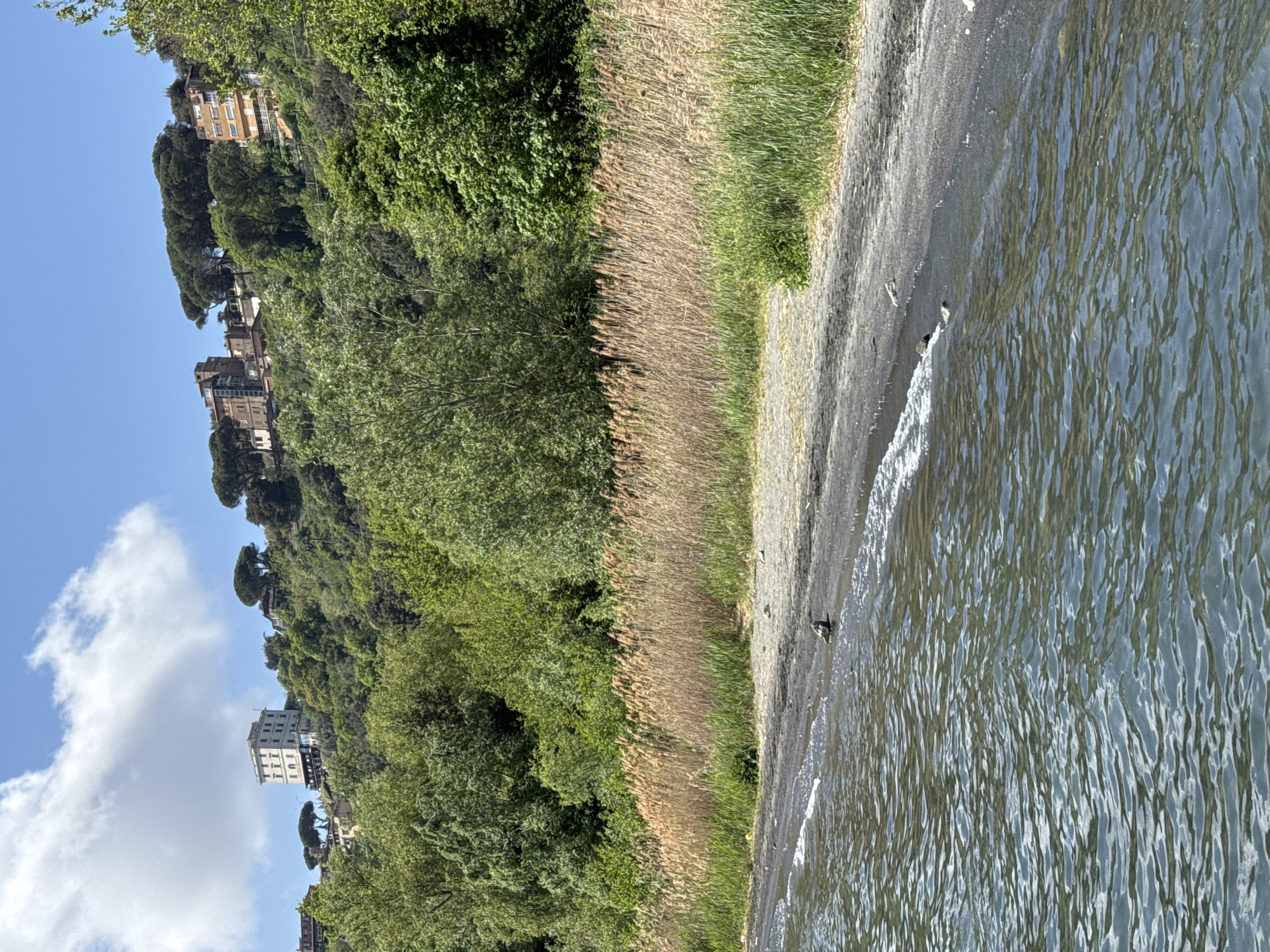 This image, presented with a vertical orientation, captures a serene lakeside landscape under a clear, bright blue sky at Castel Gandolfo, Italy. The scene is dominated by a body of water in the foreground, likely Lake Albano, exhibiting gentle ripples and a small wave breaking onto a narrow strip of dark-toned shoreline. A dark-feathered bird, possibly a duck, is visible wading or swimming near the water's edge, with another small, dark object resting on the shore.
Behind the immediate shoreline, a band of tall, dried reeds or grasses runs parallel to the water. This natural barrier gives way to a lush, steep hillside, densely covered with vibrant green trees and bushes. Nestled among this abundant foliage on the slope are several multi-story buildings, showcasing traditional European architectural styles with visible balconies and varied facades. A distinctive white building stands out against the green backdrop further up the hill.
The upper portion of the scene reveals a bright blue sky, adorned with a few fluffy white clouds. The strong sunlight suggests it is daytime, likely late morning or early afternoon, contributing to the overall tranquil and picturesque atmosphere. The image primarily features natural elements and architectural structures, without any visible text or human activity.