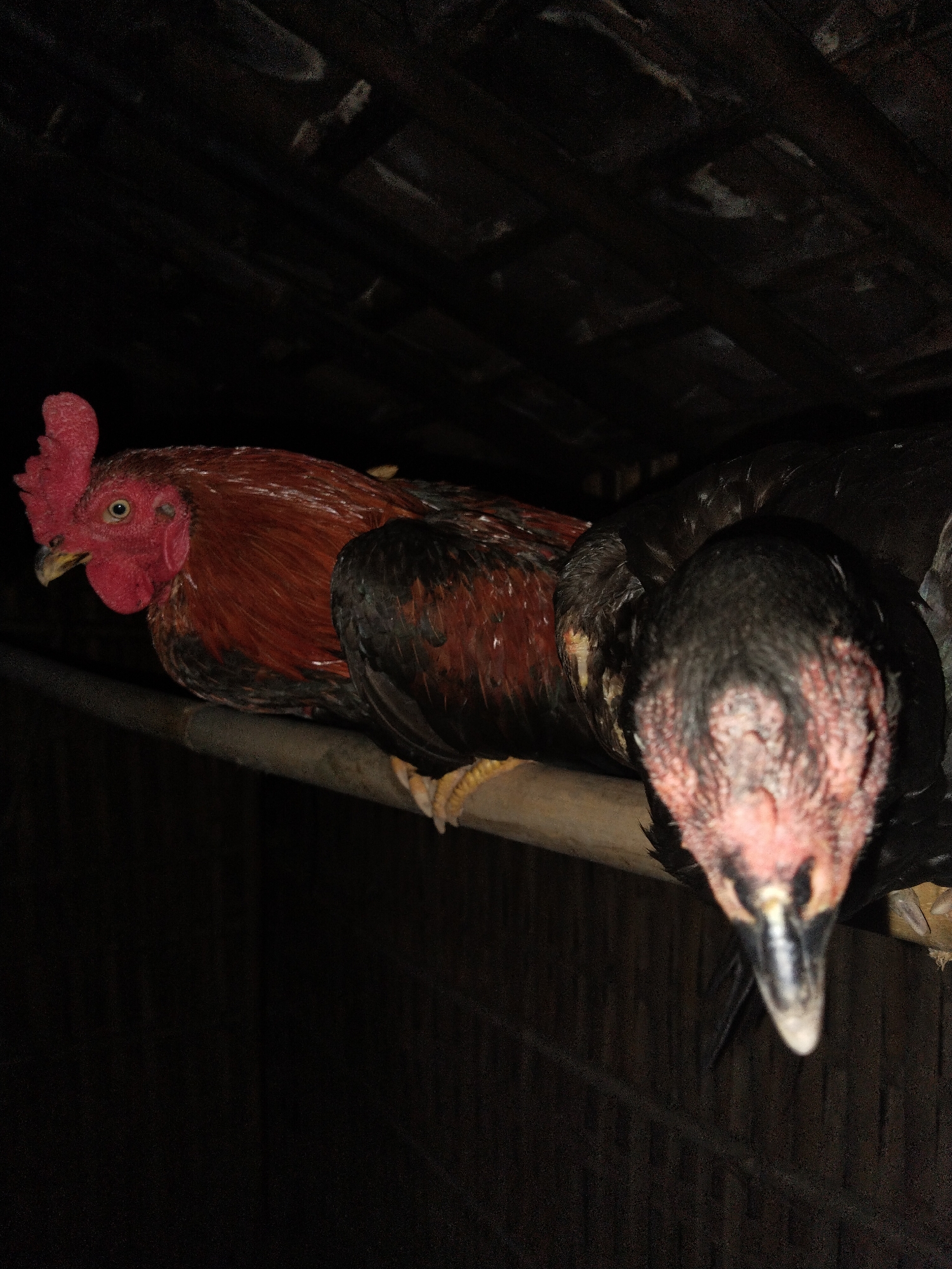 Two chickens are roosting on a wooden or bamboo beam inside a dimly lit structure. The chicken on the left has red and brown feathers and a red comb. The chicken on the right has black feathers and a bare head. The background suggests a rural setting with a simple, possibly improvised structure. The location within the city of Unknown, Unknown is not identifiable.