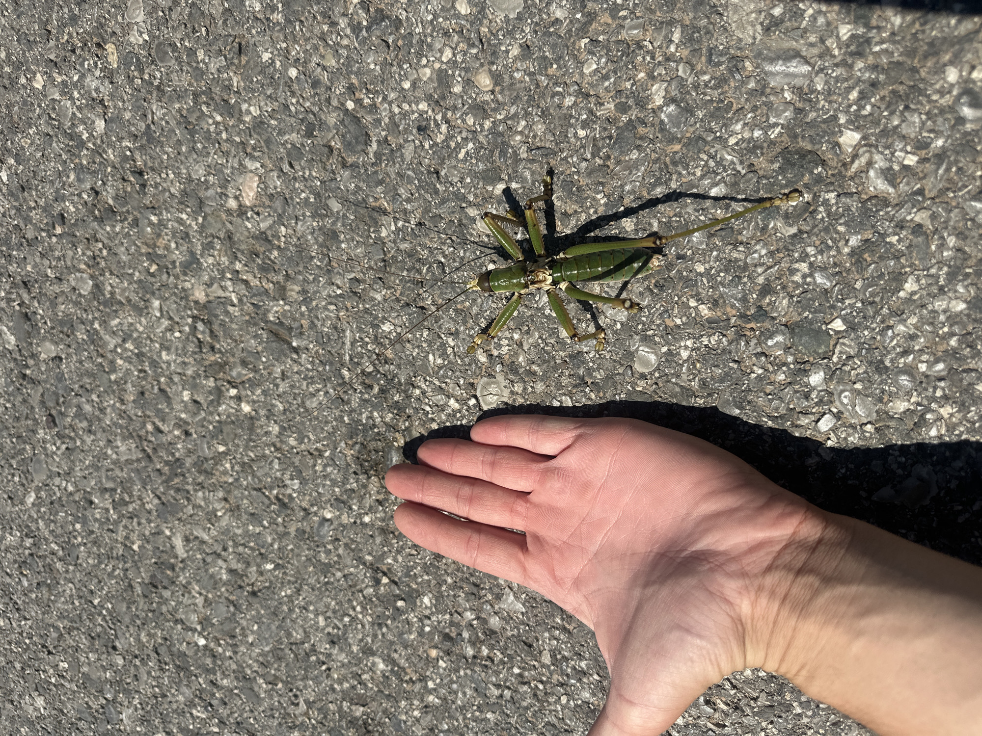 A person's left hand, palm facing up and showing visible veins on the wrist, is positioned on an asphalt surface, casting a shadow to the right. To the right of the hand, a large, bright green insect with prominent antennae and long hind legs is also on the asphalt, casting a shadow to the right. The asphalt is a rough, dark gray surface composed of small, varied-sized stones. The scene appears to be outdoors, illuminated by bright sunlight. The location is identified as Bratešići, Montenegro.
