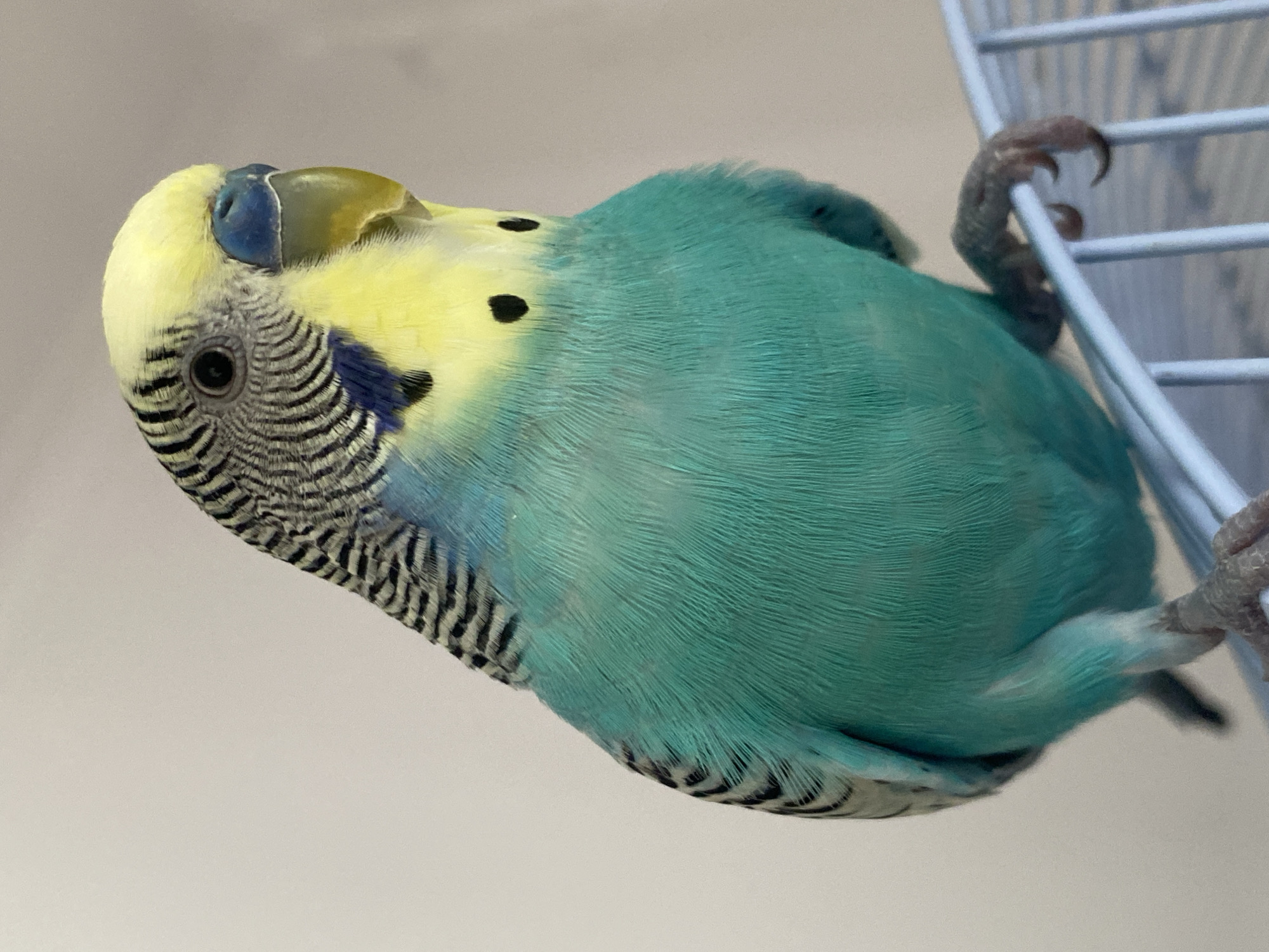 A budgerigar, a small parrot with turquoise and yellow plumage, is perched on a white metal cage bar. The bird's head is tilted slightly to the right, revealing its dark eye and blue cere. Its body is a vibrant turquoise, with subtle black and white barring on its wings and the back of its head. The background is a soft, neutral gray, suggesting an indoor environment. The lighting is even, casting no harsh shadows. The image focuses on the bird, highlighting its textures and colors.